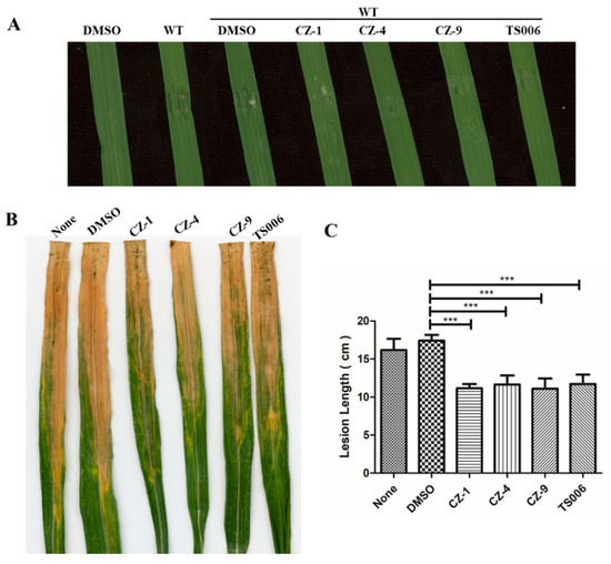 Ijms Free Full Text Small Molecule Inhibitors Specifically Targeting The Type Iii Secretion System Of Xanthomonas Oryzae On Rice Html Ijms Free Full Text Small Molecule Inhibitors Specifically Targeting The Type Iii Secretion System Of Xanthomonas Oryzae On Rice Html