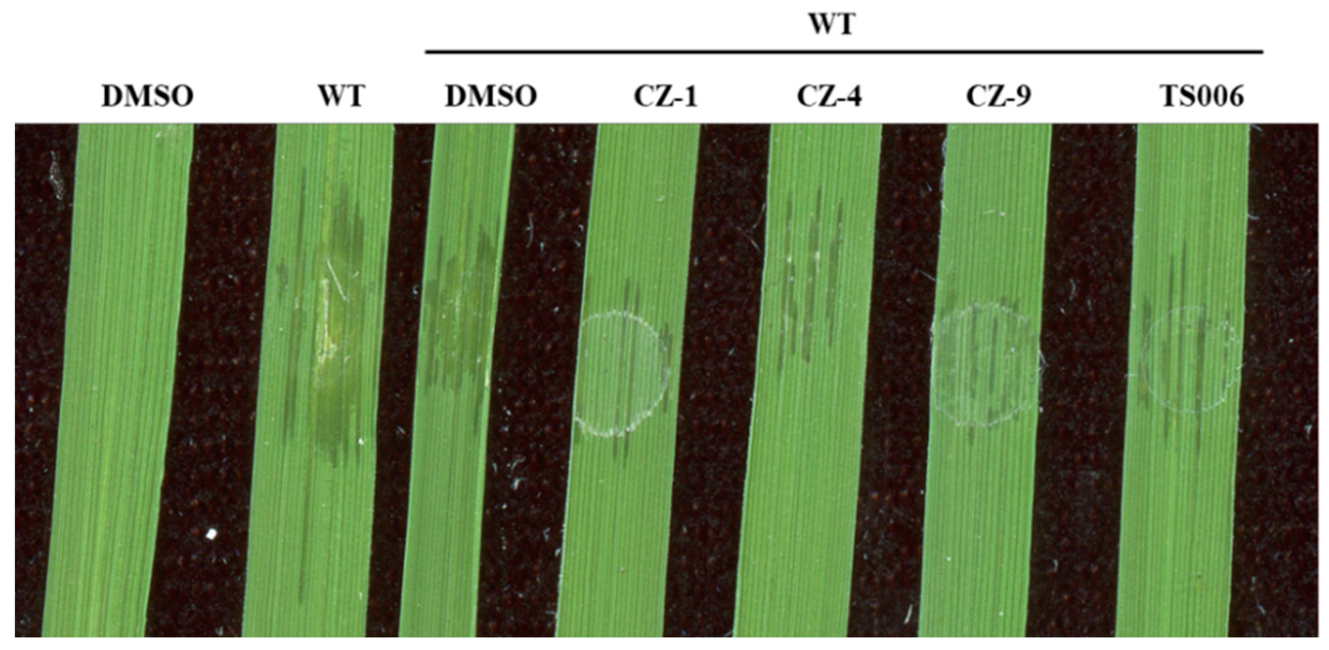 Ijms 20 00971 g008 Ijms 20 00971 g008