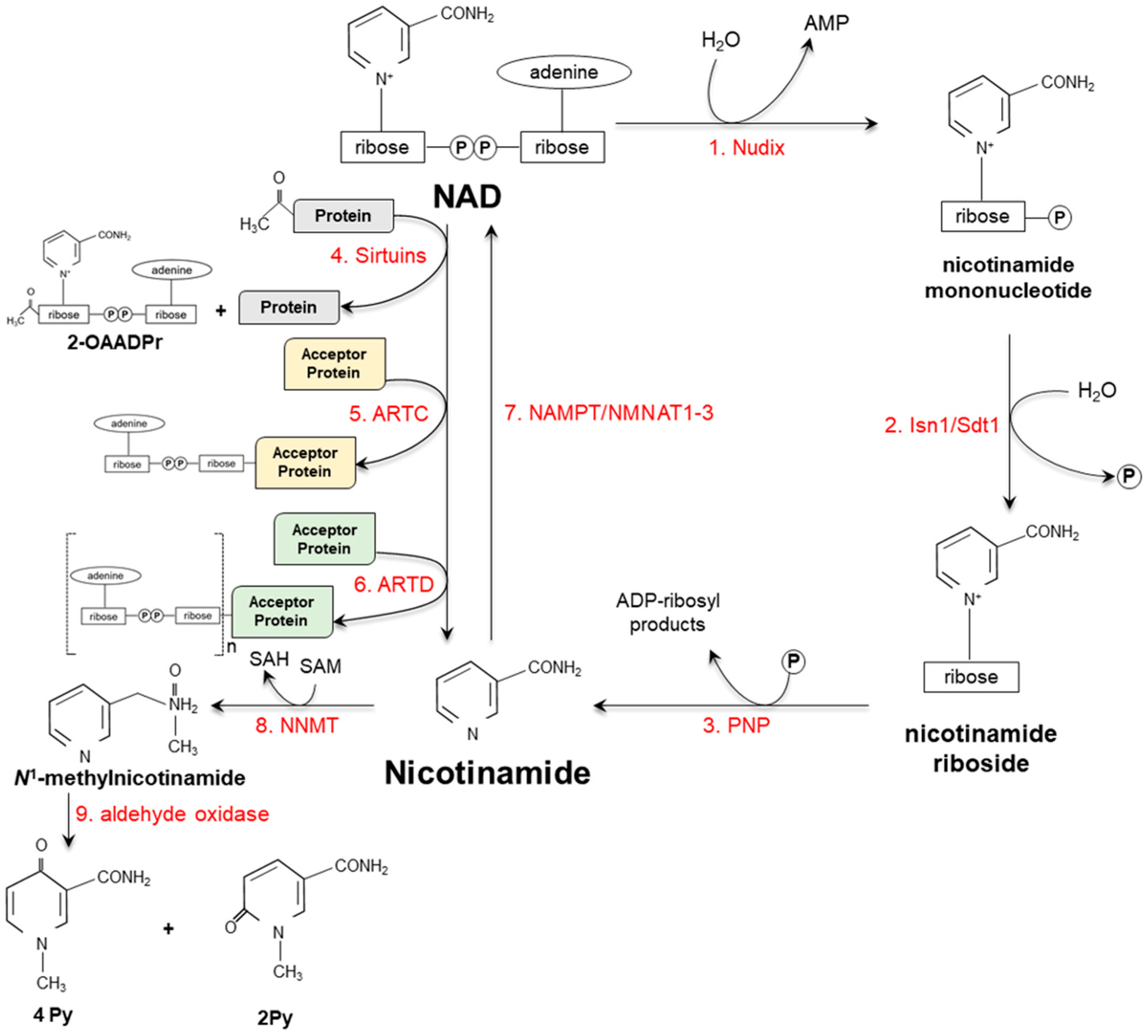 IJMS Free Full Text Niacin In The Central Nervous System An Update ijms-free-full-text-niacin-in-the-central-nervous-system-an-update