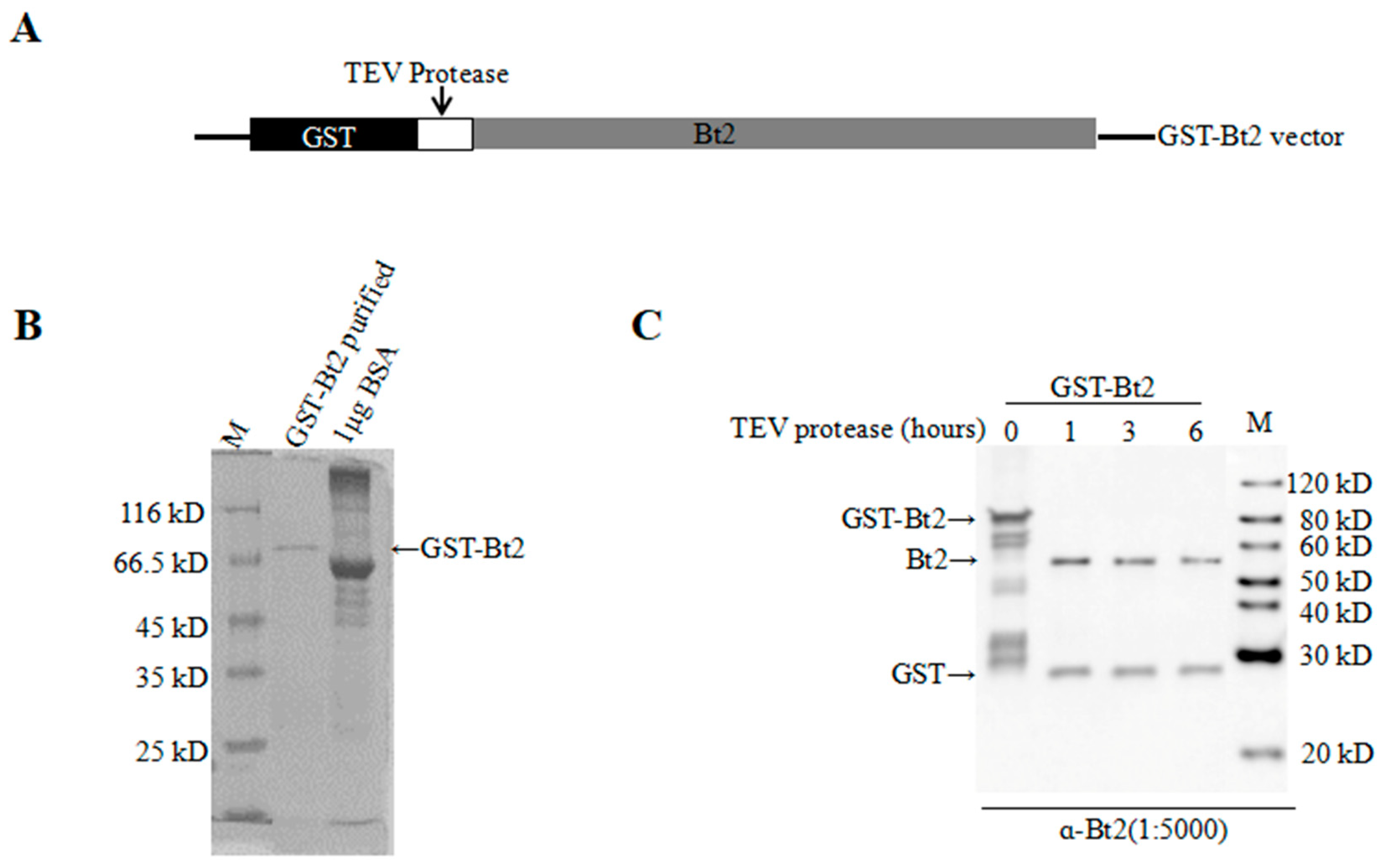 Ijms 20 00986 g002 Ijms 20 00986 g002