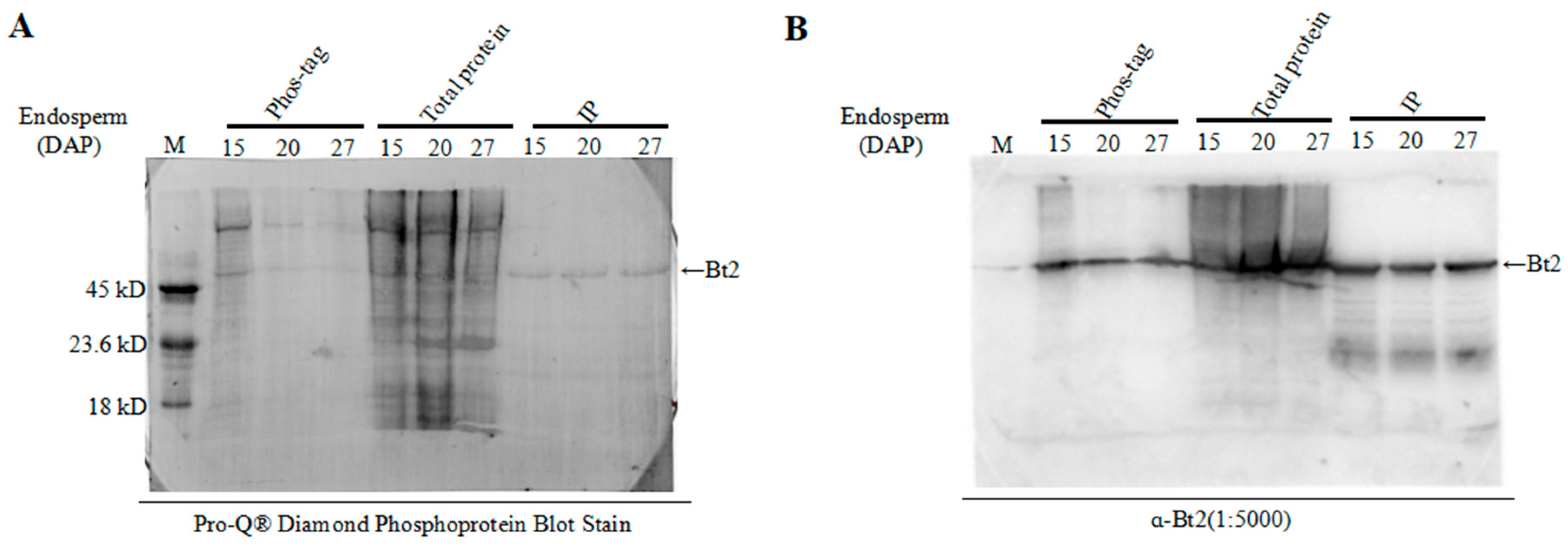 Ijms 20 00986 g005 Ijms 20 00986 g005