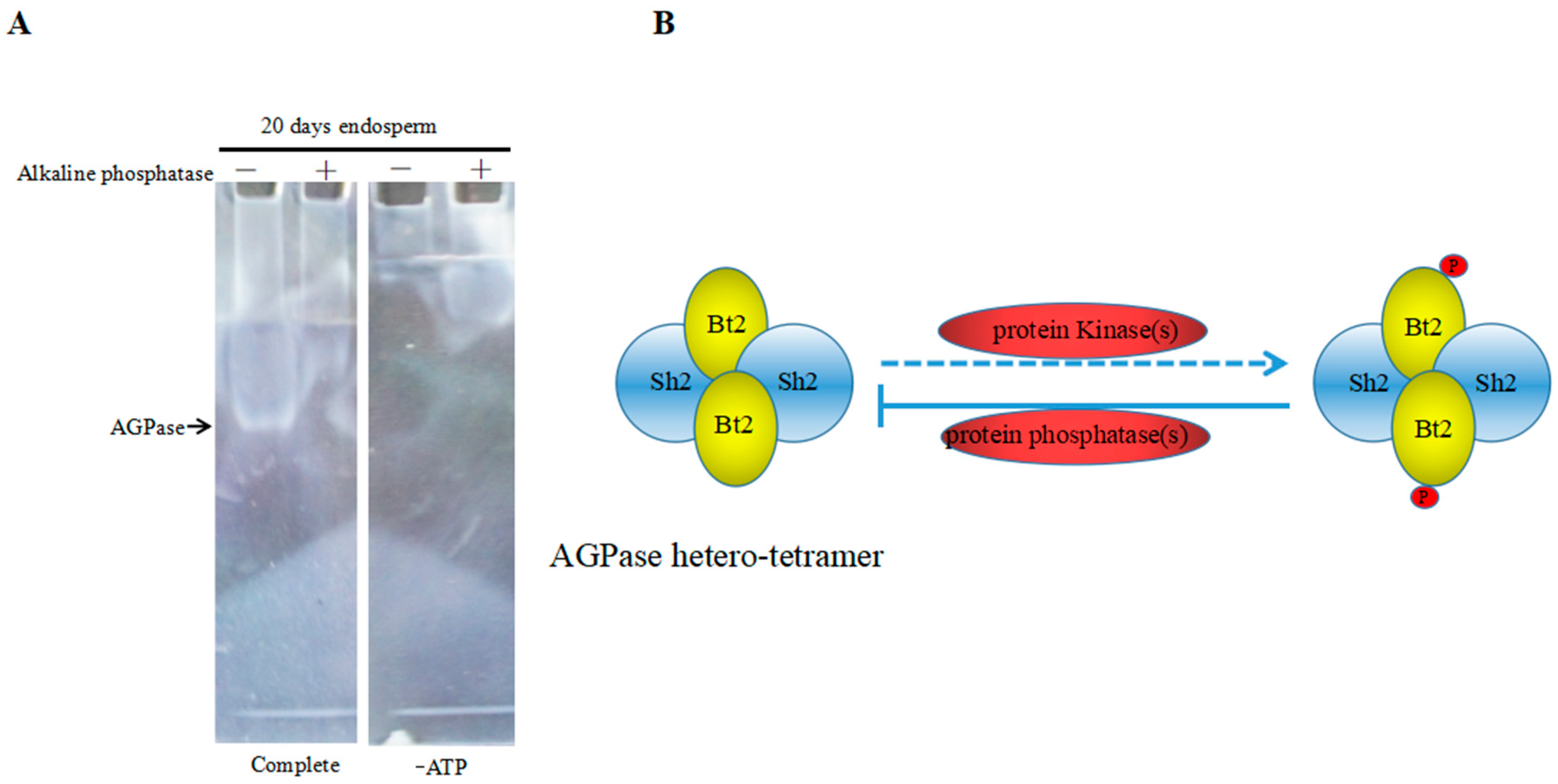 Ijms 20 00986 g007 Ijms 20 00986 g007