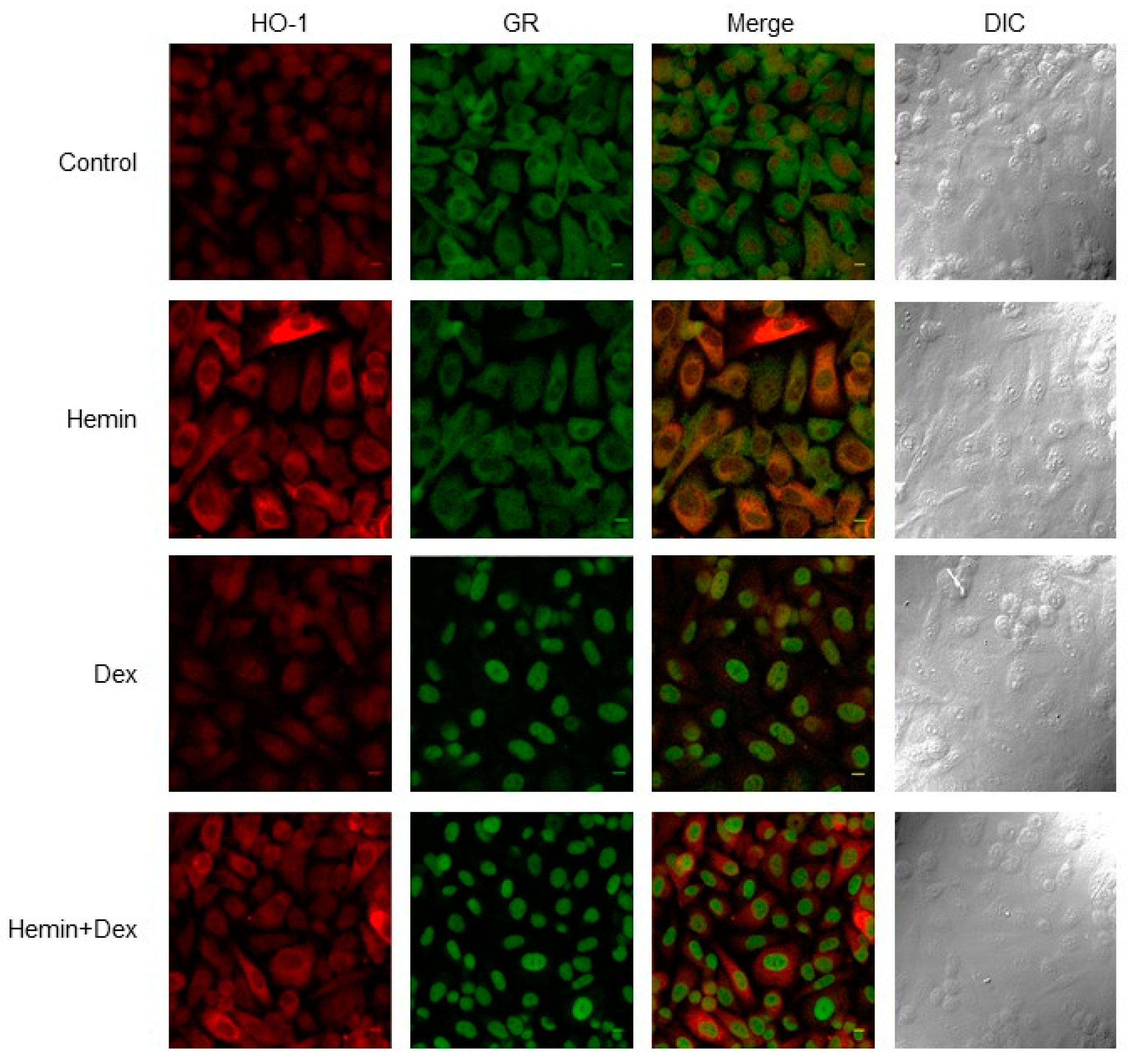 Ijms 20 01006 g003 Ijms 20 01006 g003