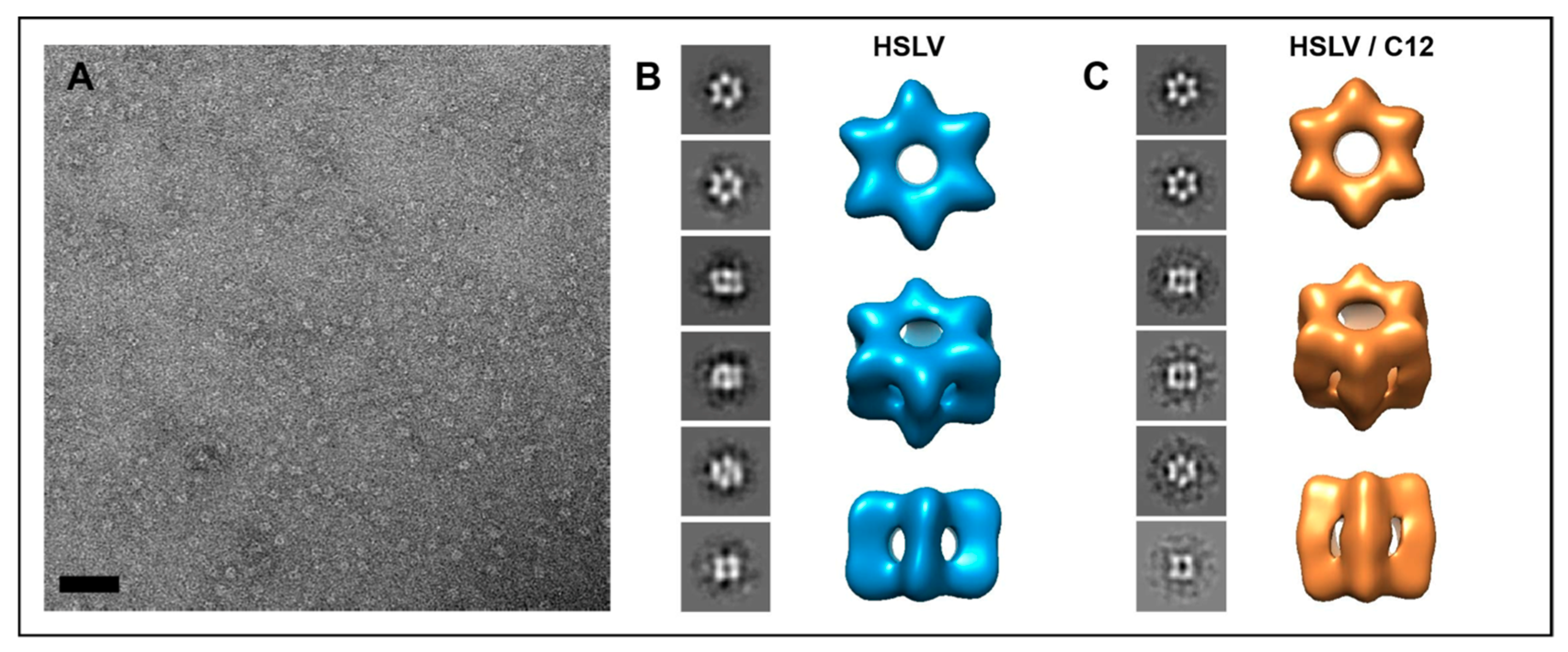 Ijms 20 01021 g006 Ijms 20 01021 g006