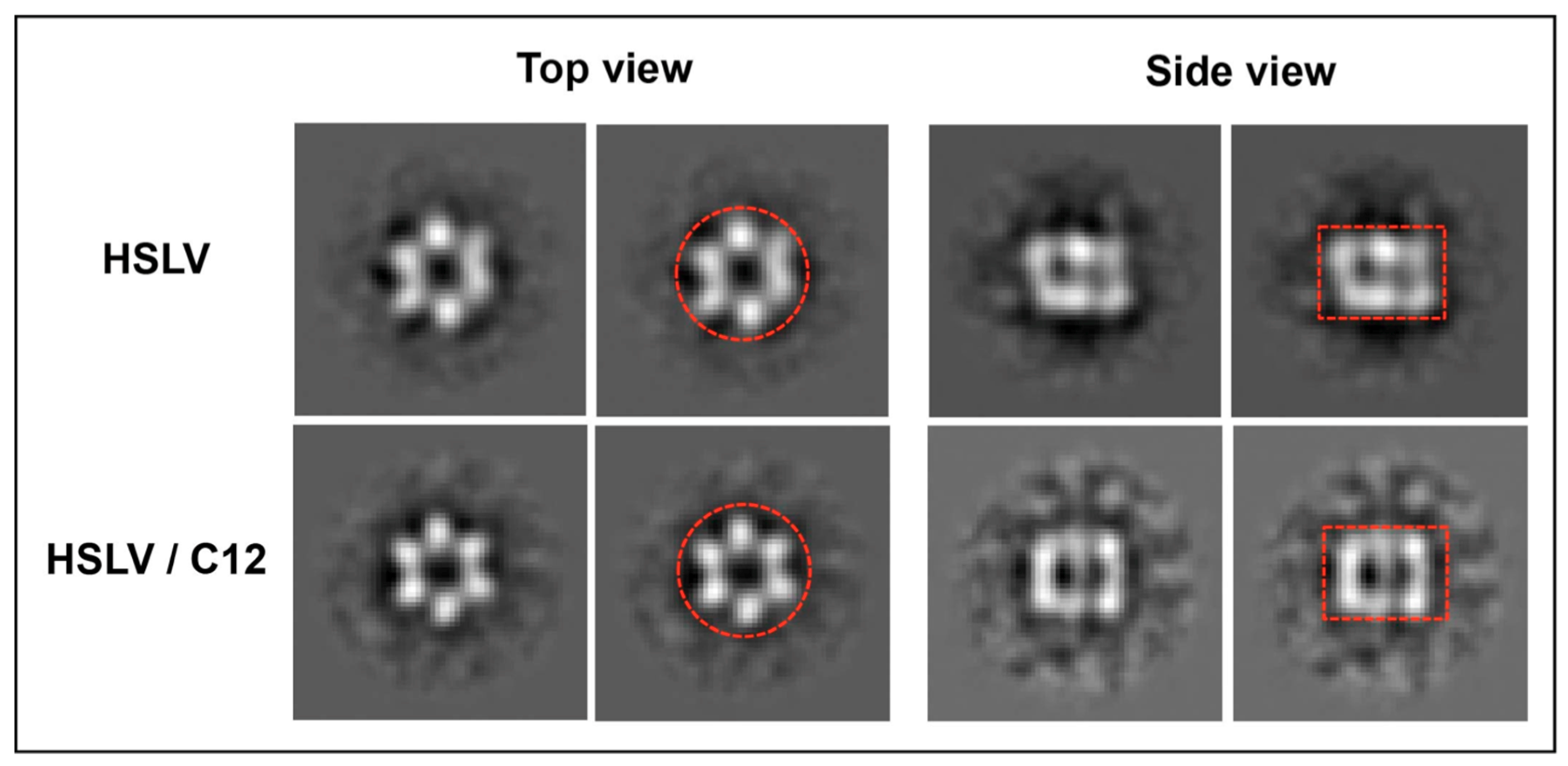 Ijms 20 01021 g007 Ijms 20 01021 g007