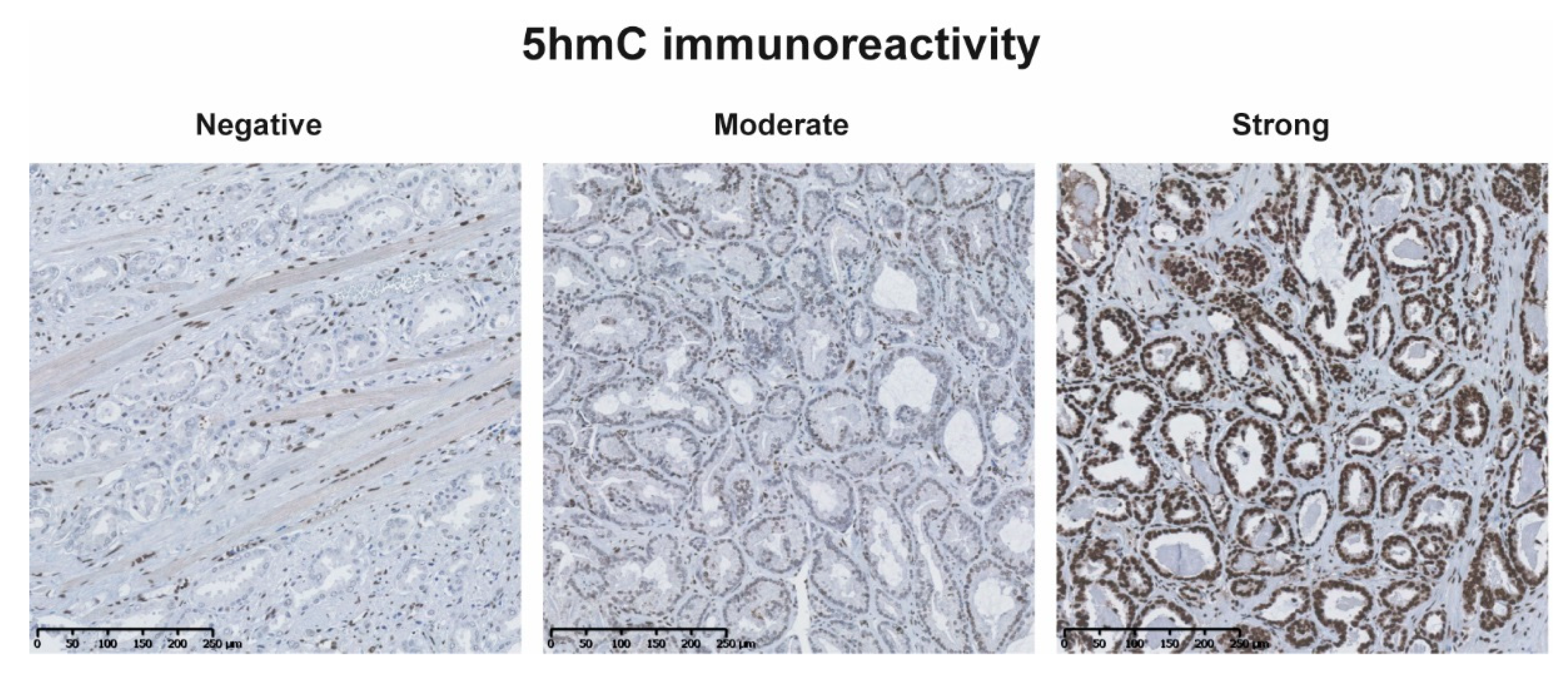 Ijms 20 01025 g004 Ijms 20 01025 g004