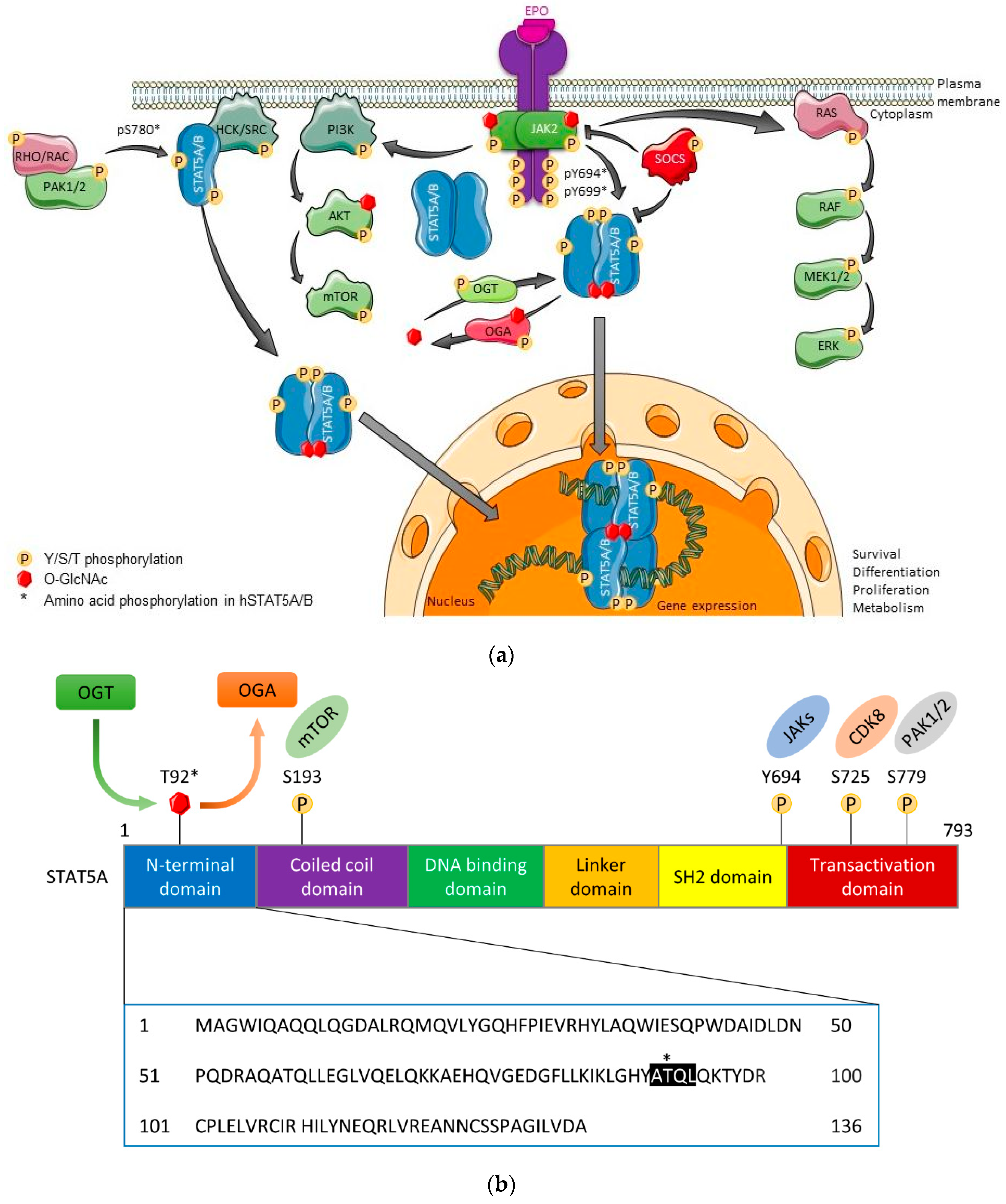 The Jak-Stat Pathway in Hematopoiesis (Molecular Biology Intelligence Unit, 20)