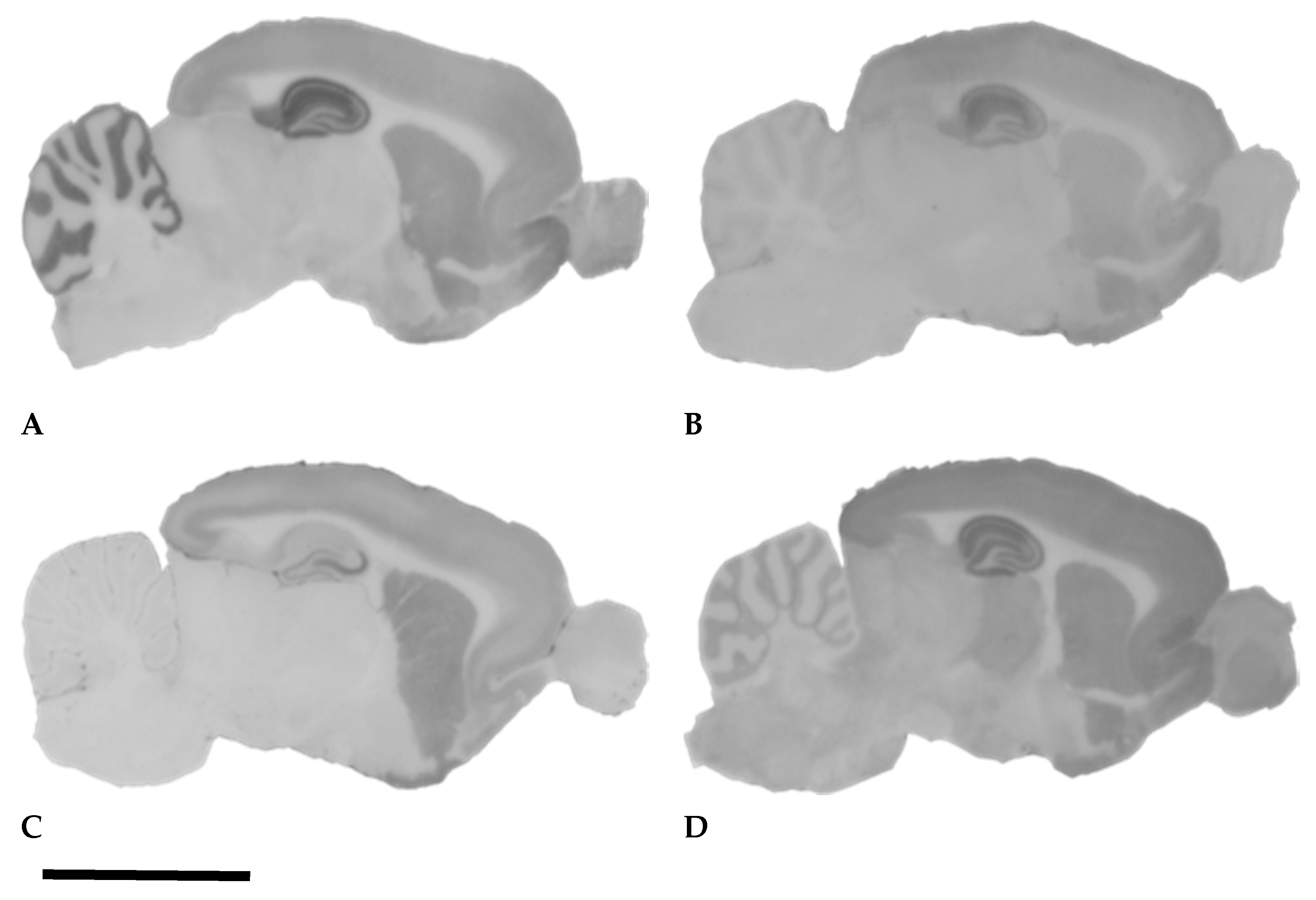 Ijms 20 01030 g001 Ijms 20 01030 g001