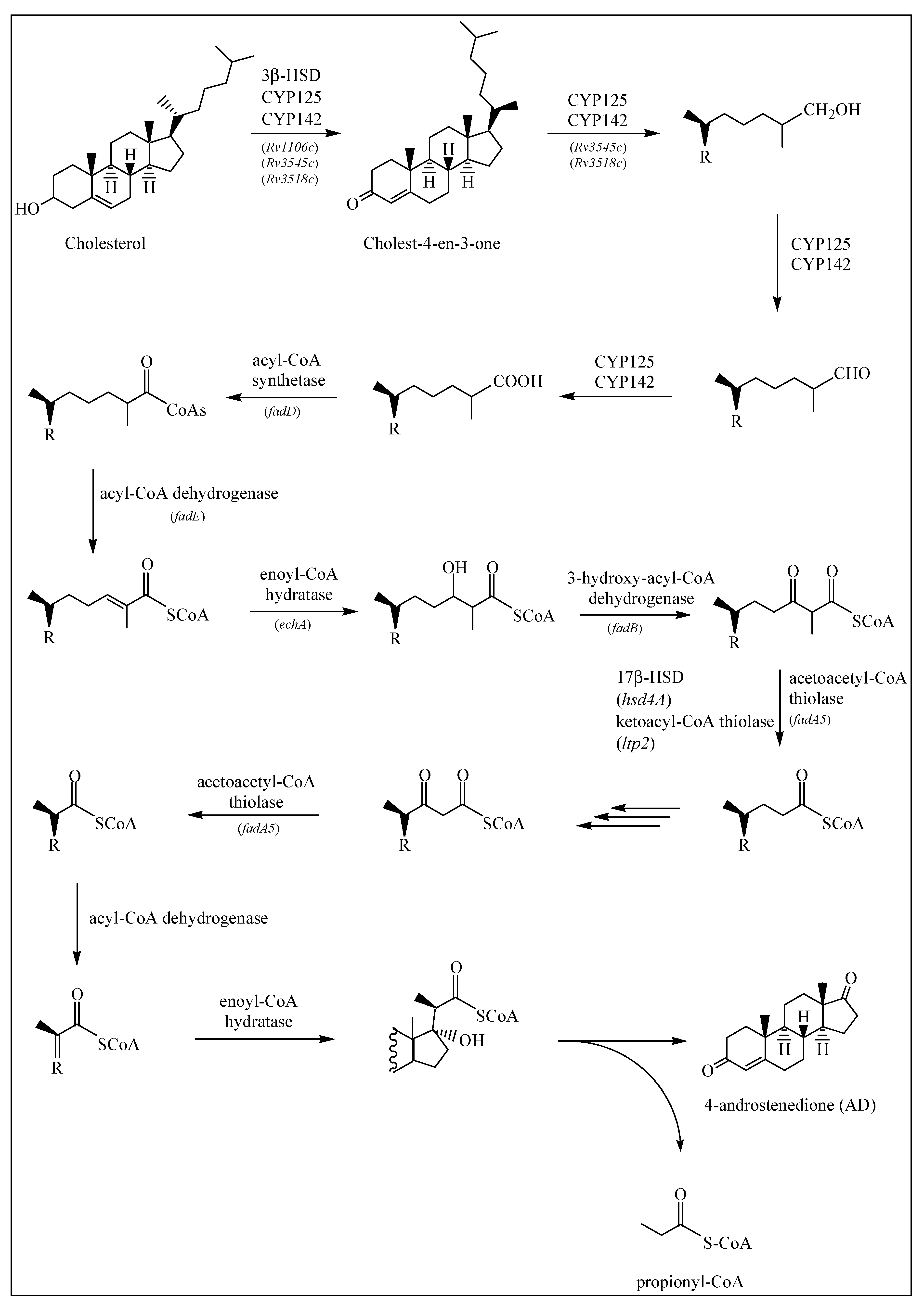 Ijms 20 01032 g001 Ijms 20 01032 g001