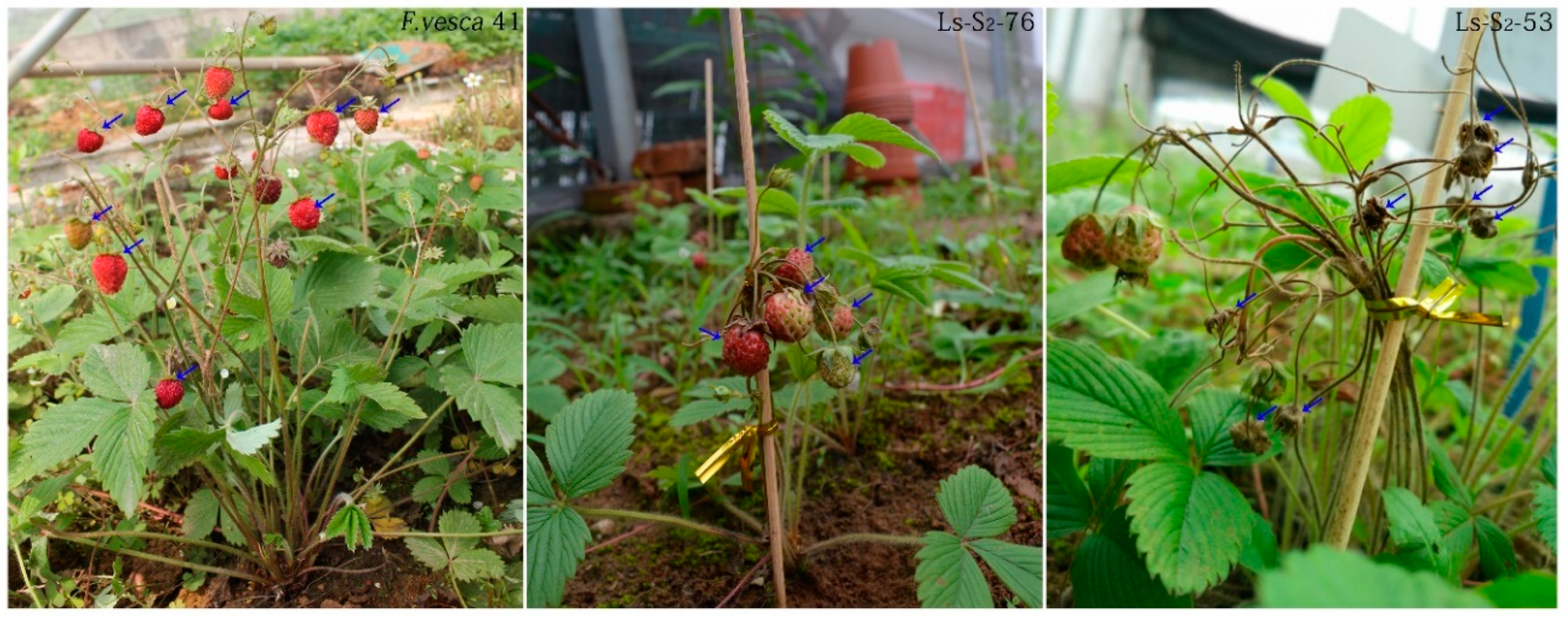 Ijms 20 01039 g001 Ijms 20 01039 g001