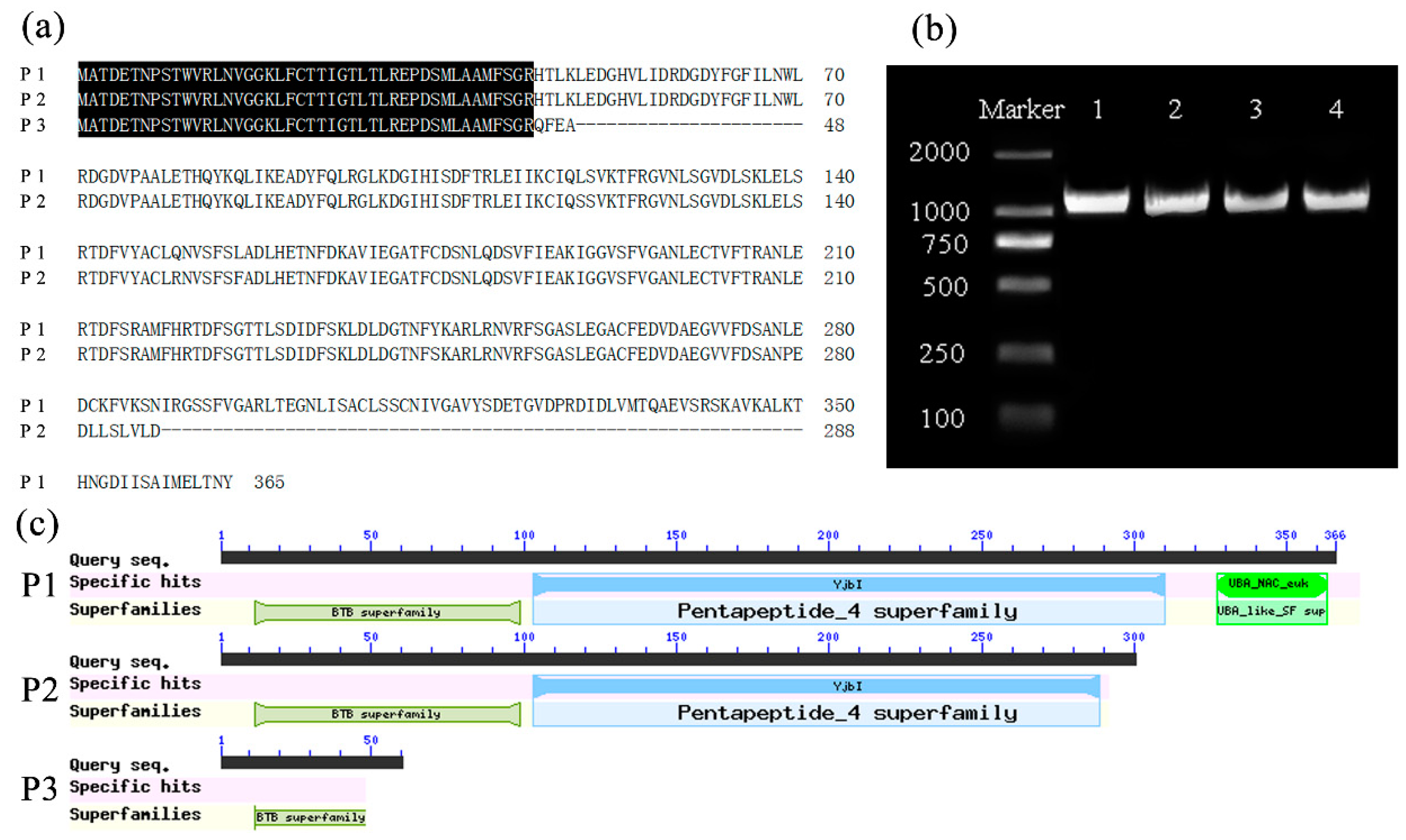 Ijms 20 01039 g009 Ijms 20 01039 g009