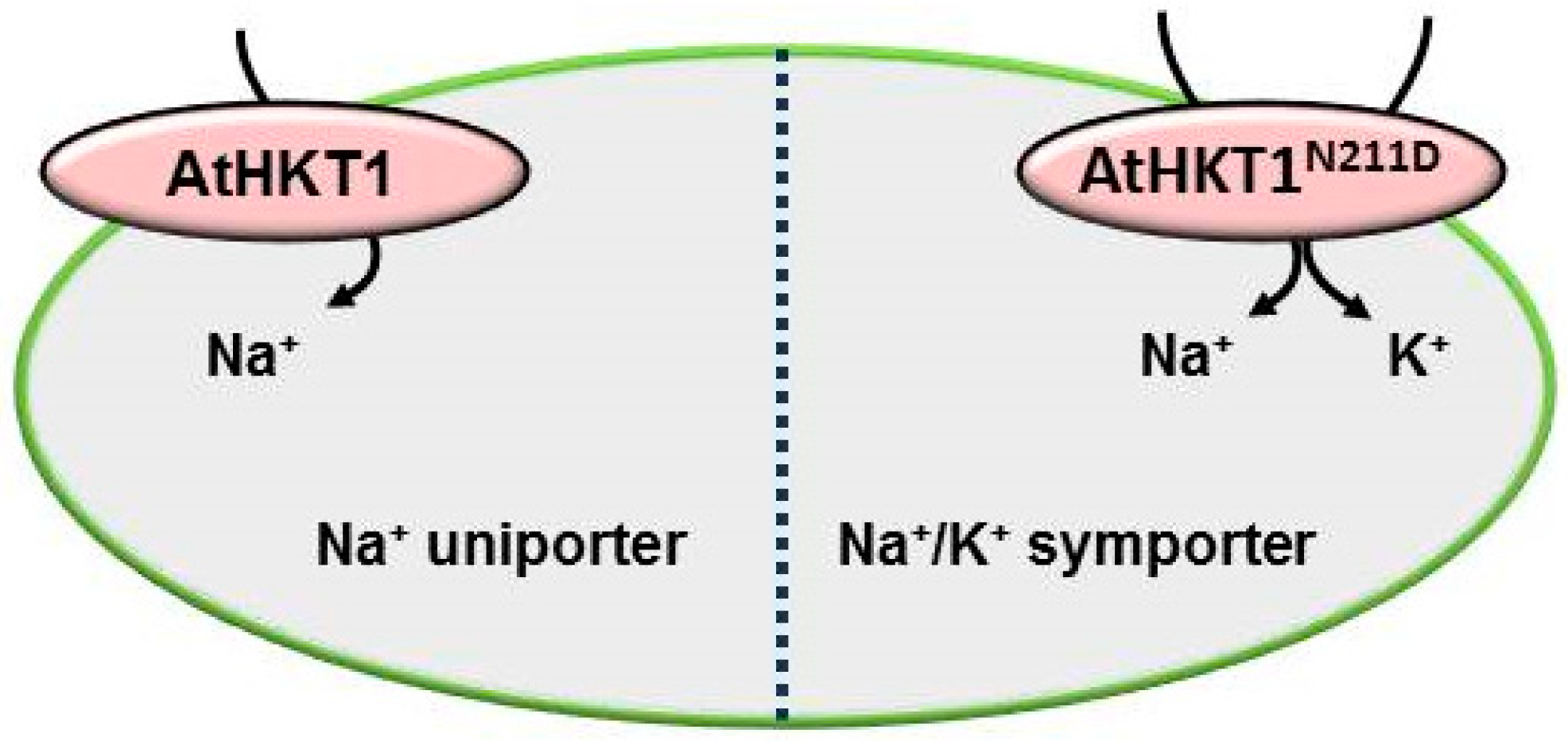 Ijms 20 01059 g005 Ijms 20 01059 g005