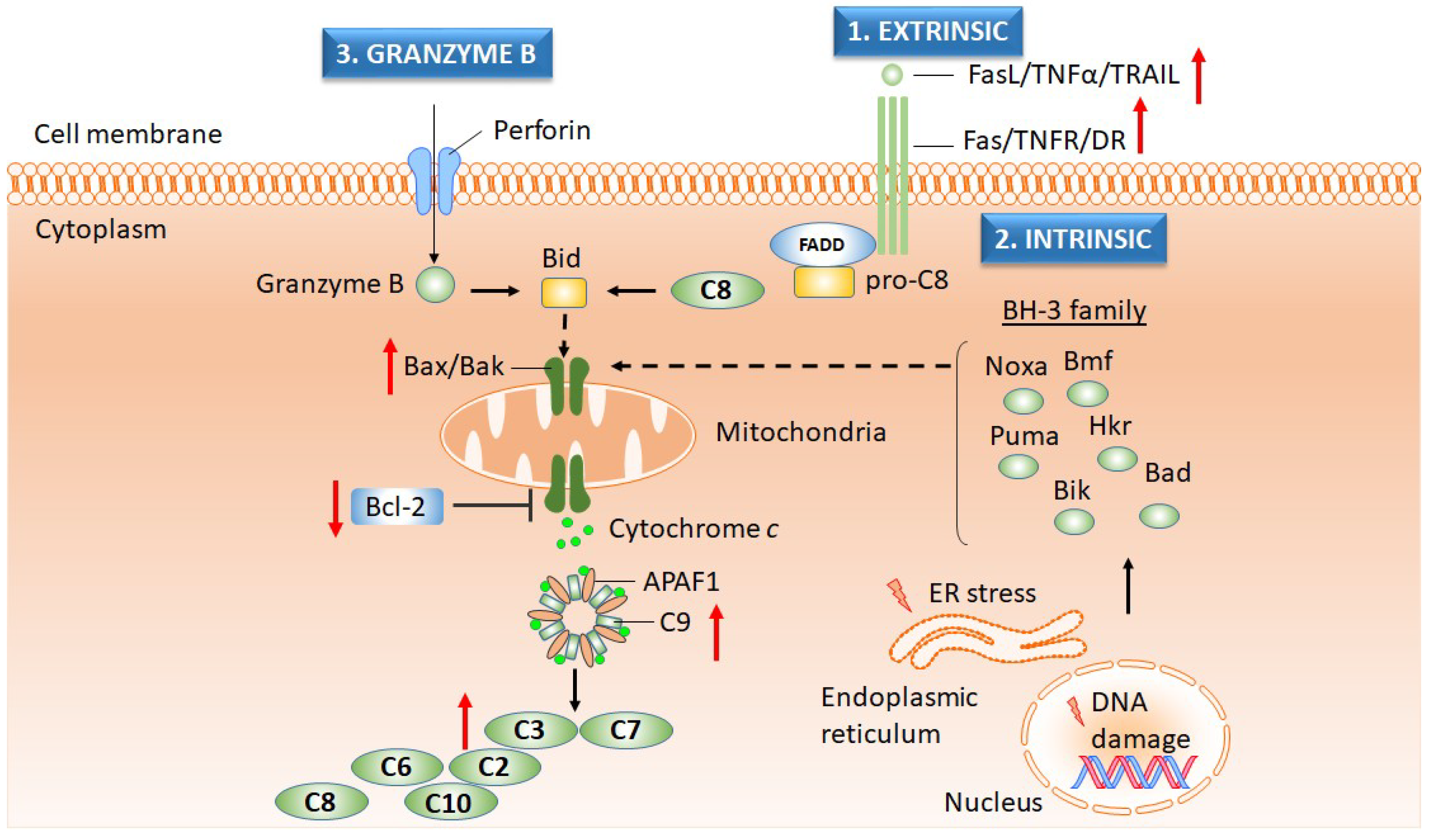 Ijms 20 01062 g005 Ijms 20 01062 g005