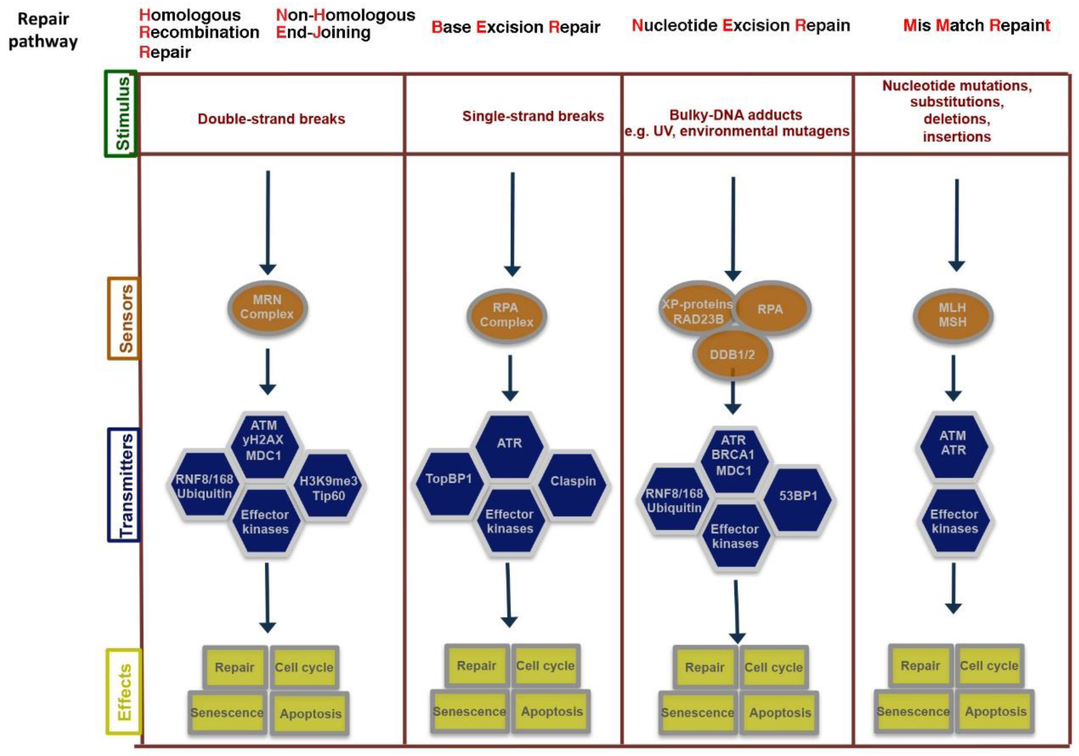 Ijms 20 01073 g002 Ijms 20 01073 g002