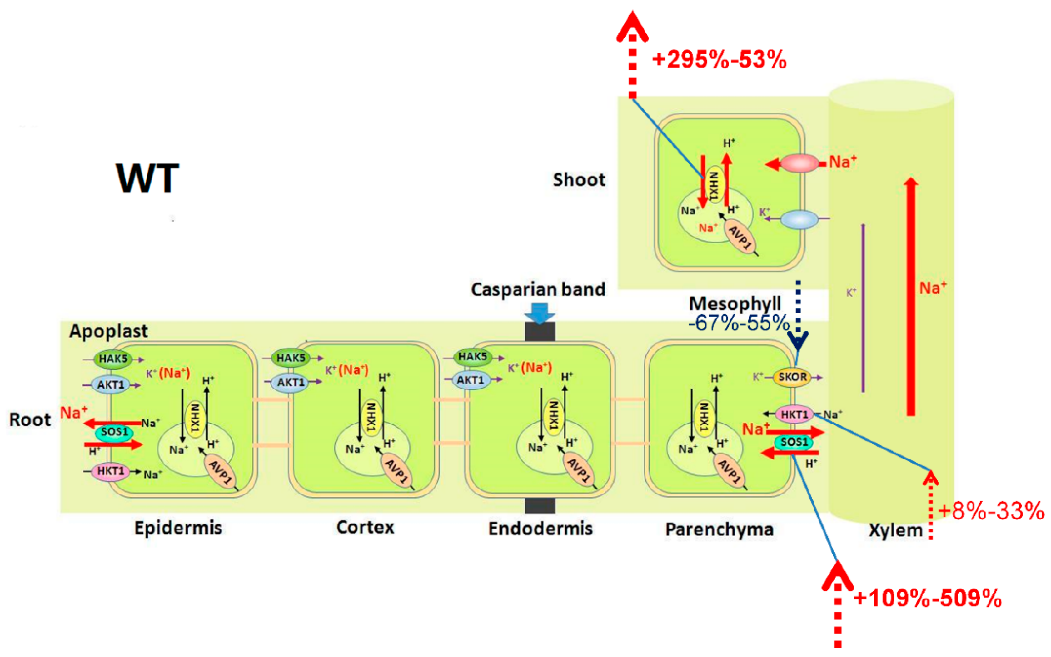 Ijms 20 01085 g005 Ijms 20 01085 g005