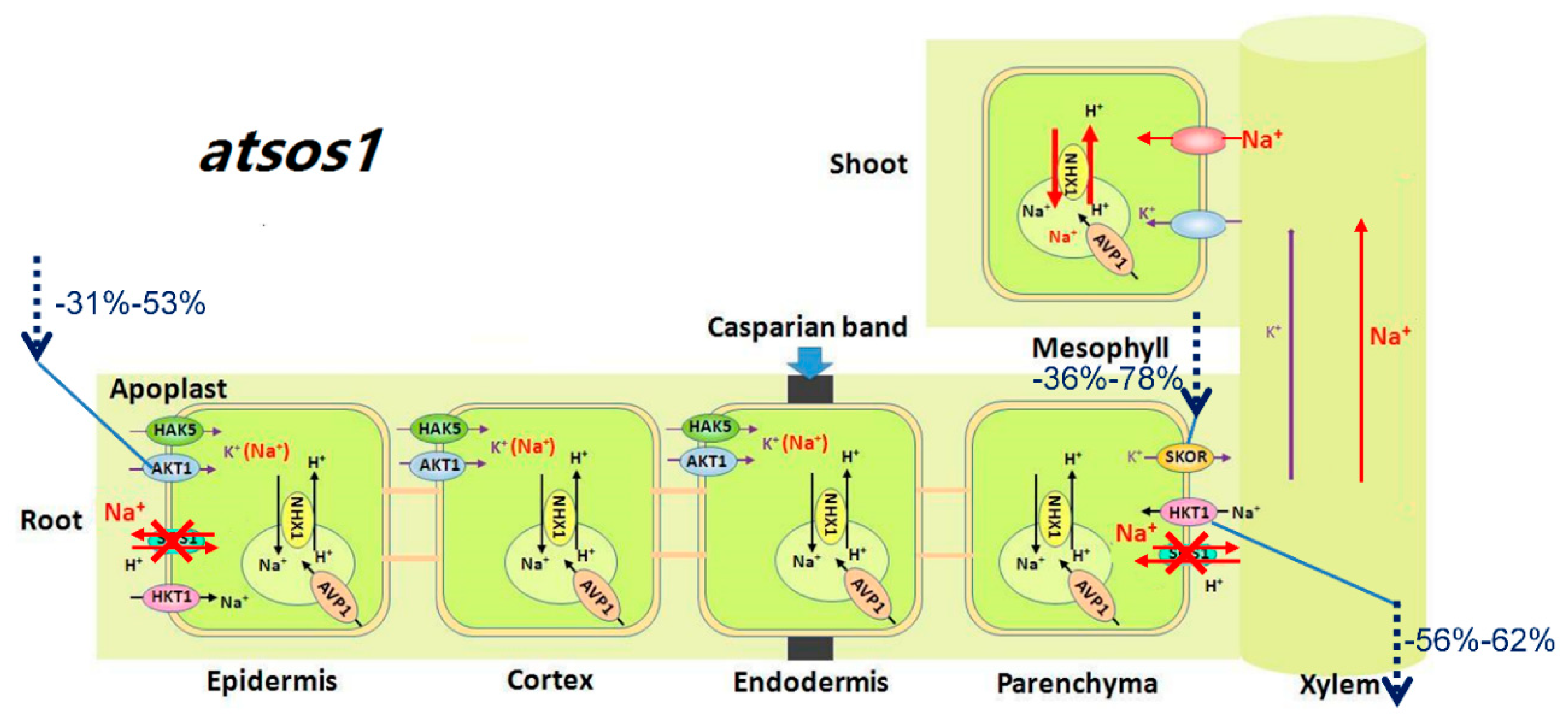 Ijms 20 01085 g006 Ijms 20 01085 g006