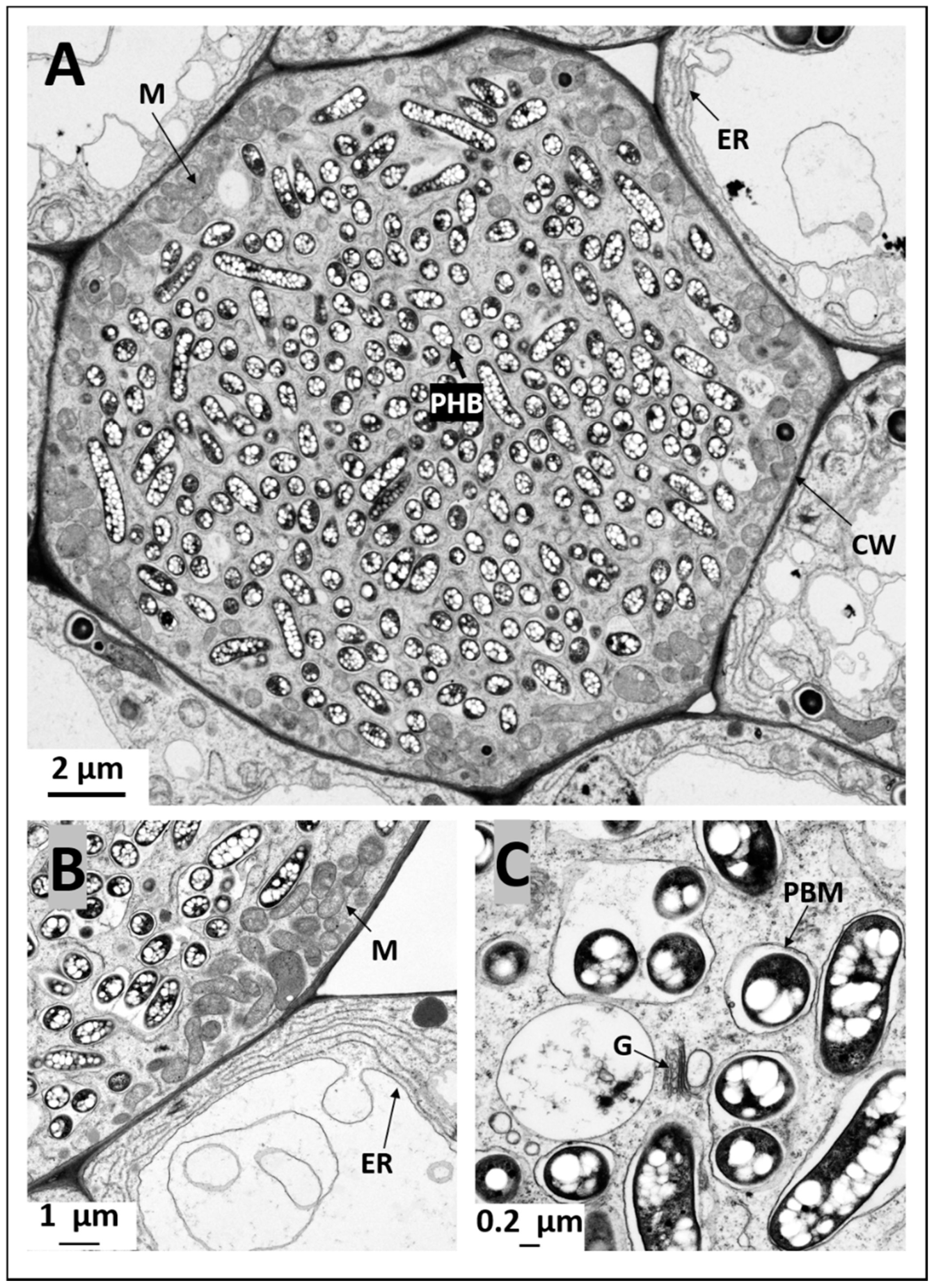 Ijms 20 01091 g006