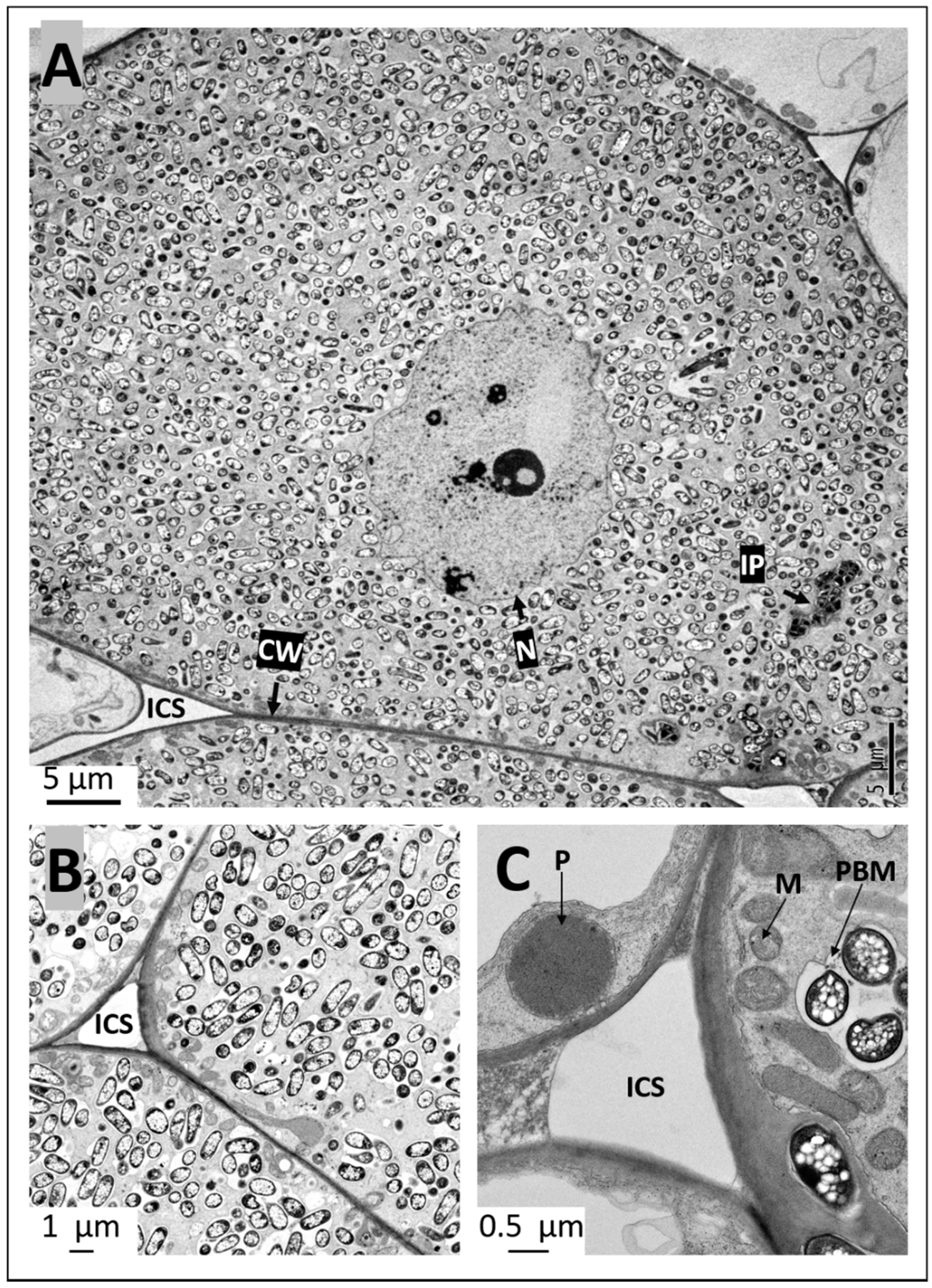 Ijms 20 01091 g007