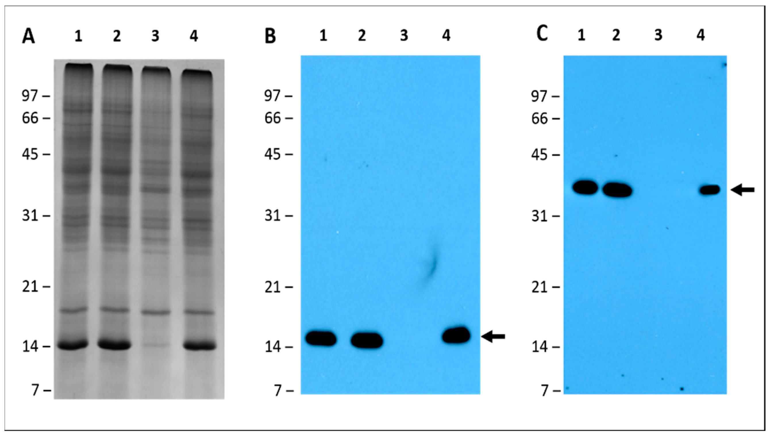 Ijms 20 01091 g009
