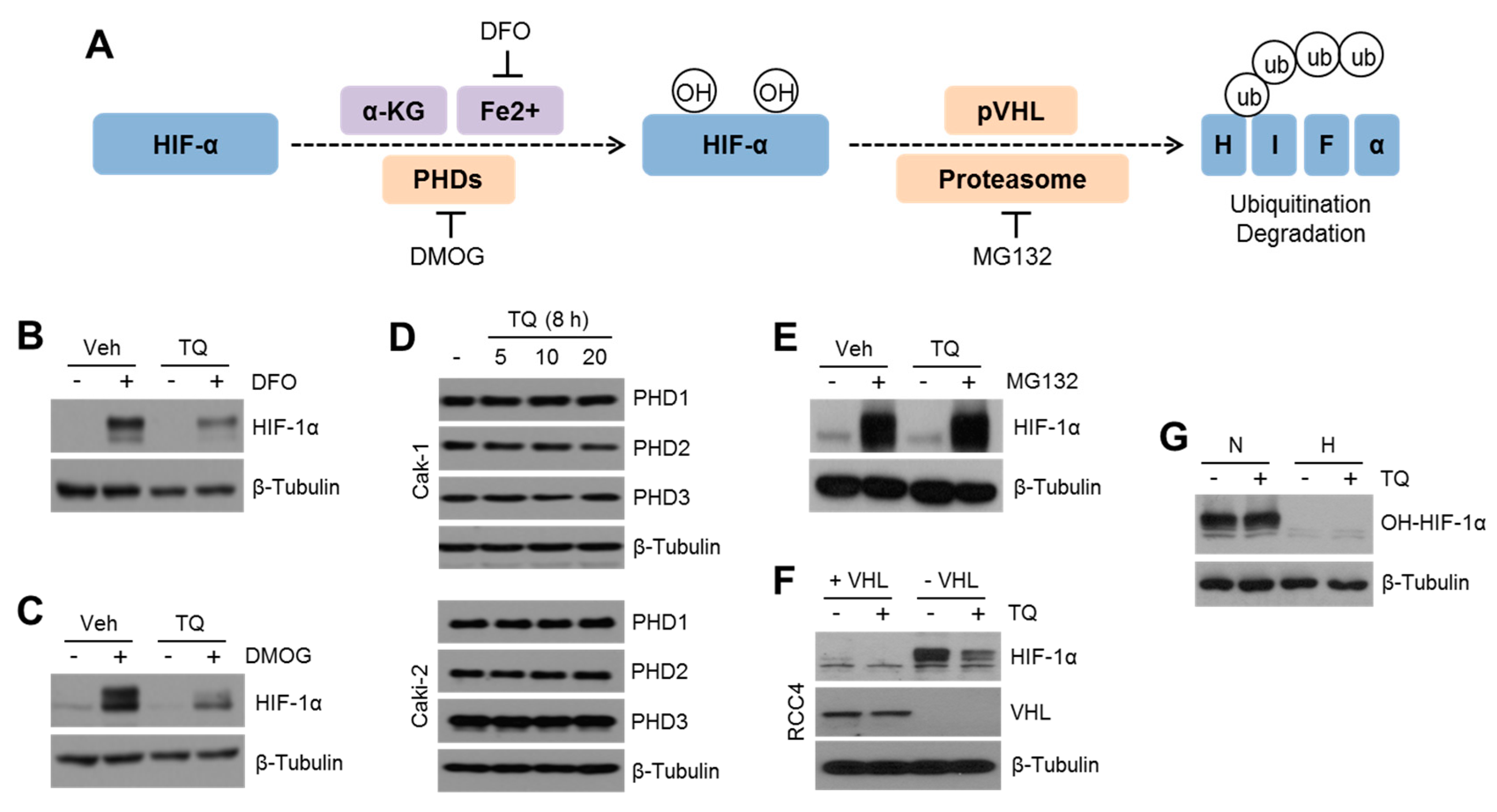 Ijms 20 01092 g003