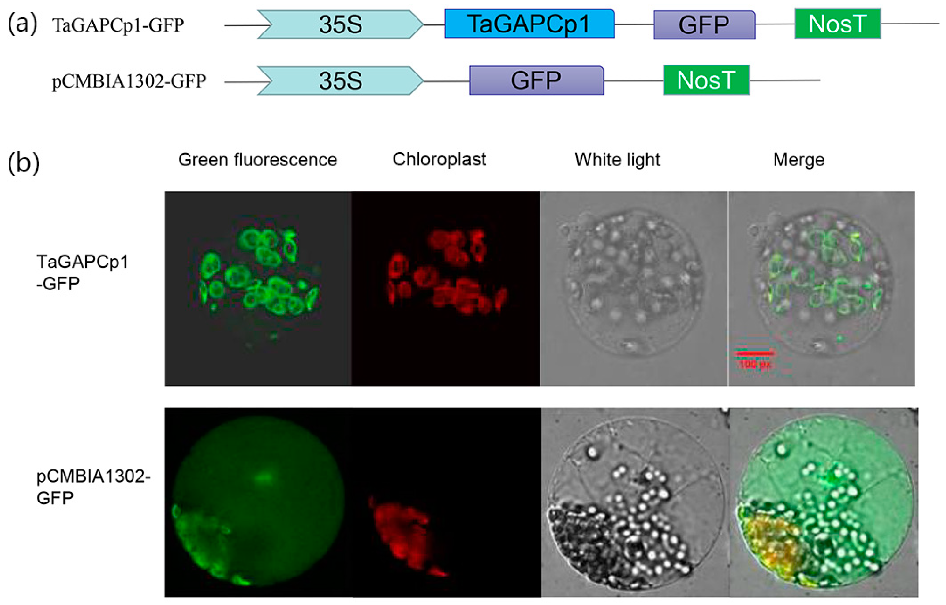 Ijms 20 01104 g004 Ijms 20 01104 g004