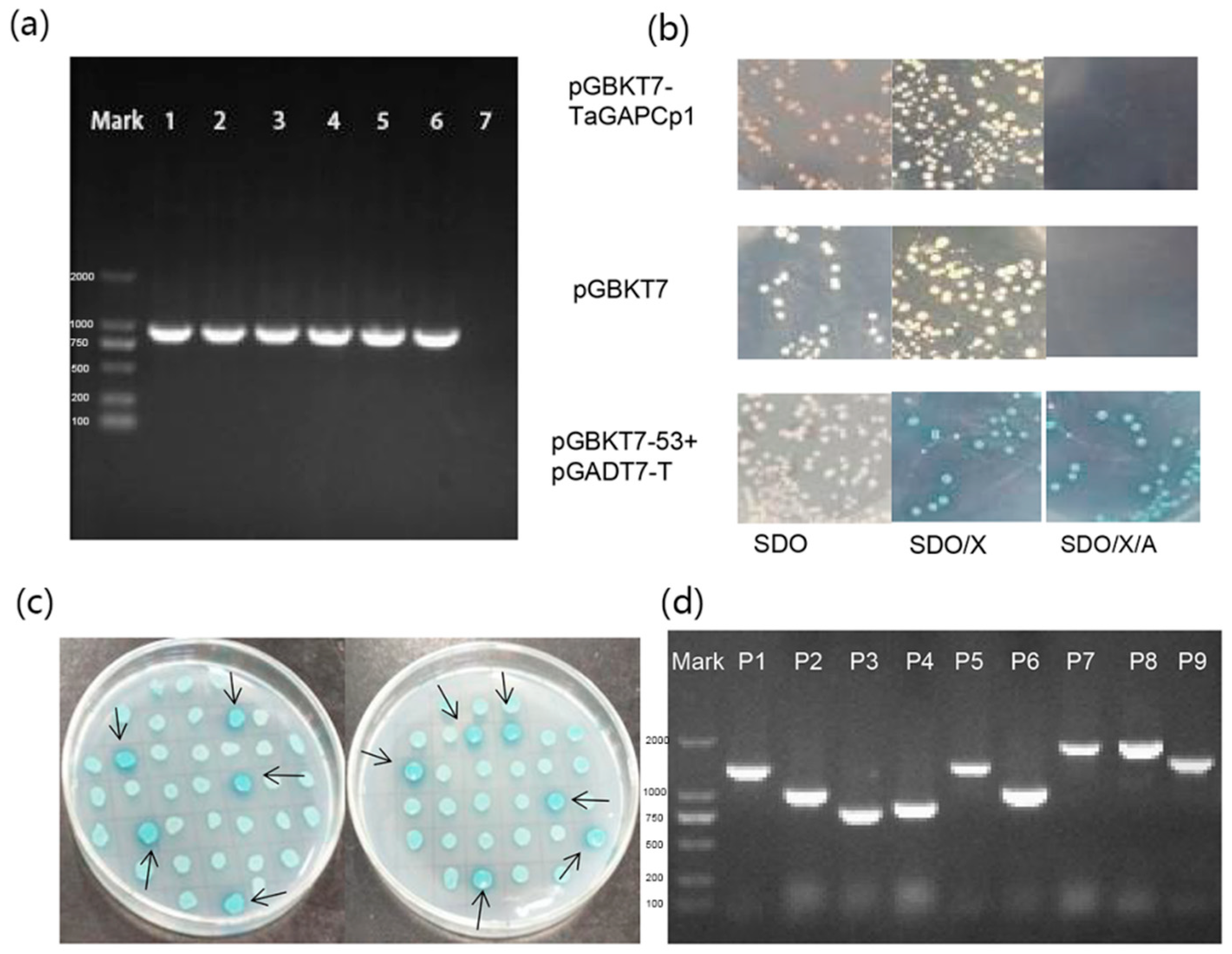 Ijms 20 01104 g005 Ijms 20 01104 g005