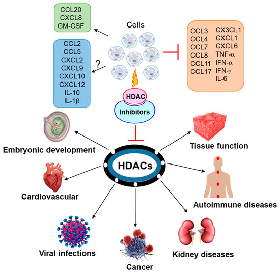 Ijms Free Full Text Regulation Of Chemokines And Cytokines By Histone Deacetylases And An Update On Histone Decetylase Inhibitors In Human Diseases Html