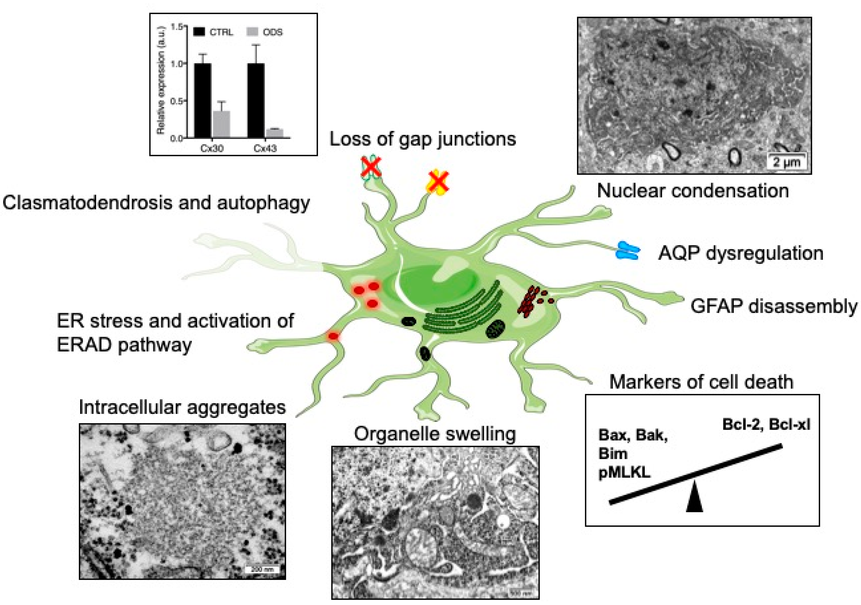 Ijms 20 01124 g001 Ijms 20 01124 g001