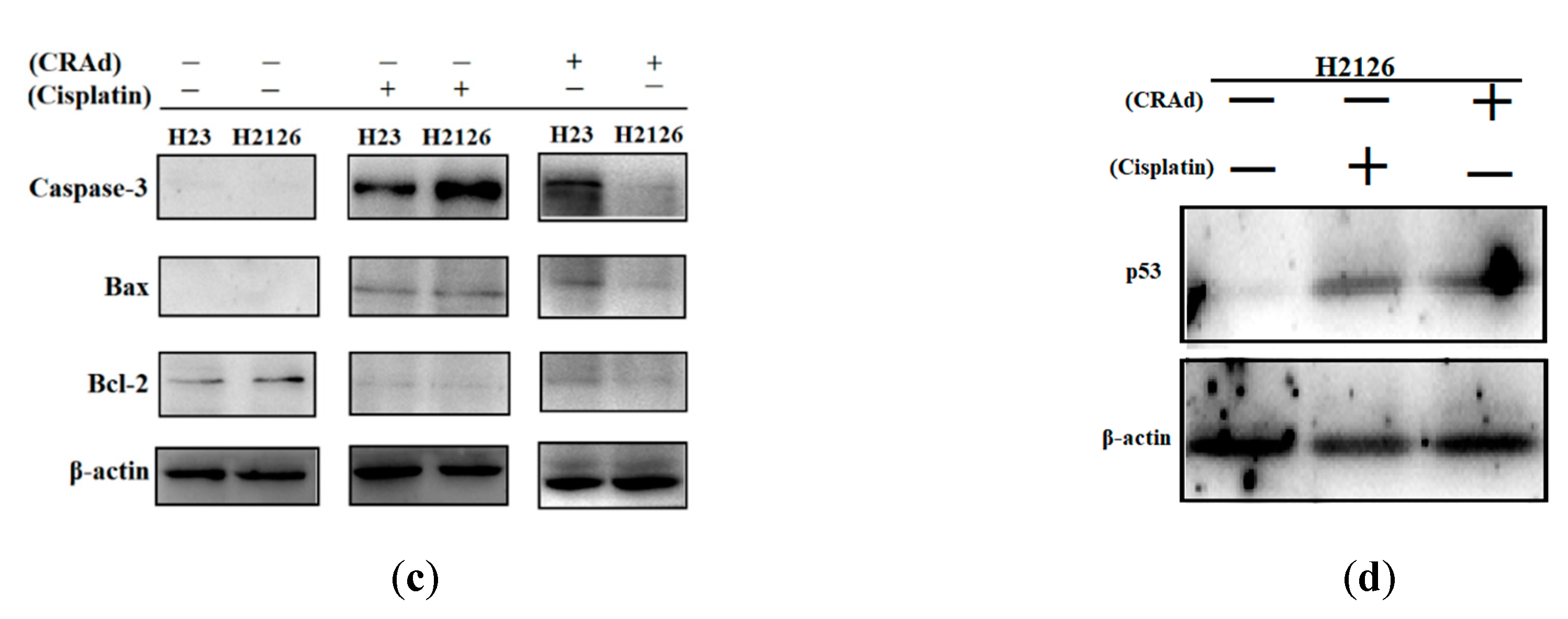 Ijms 20 01125 g006b Ijms 20 01125 g006b