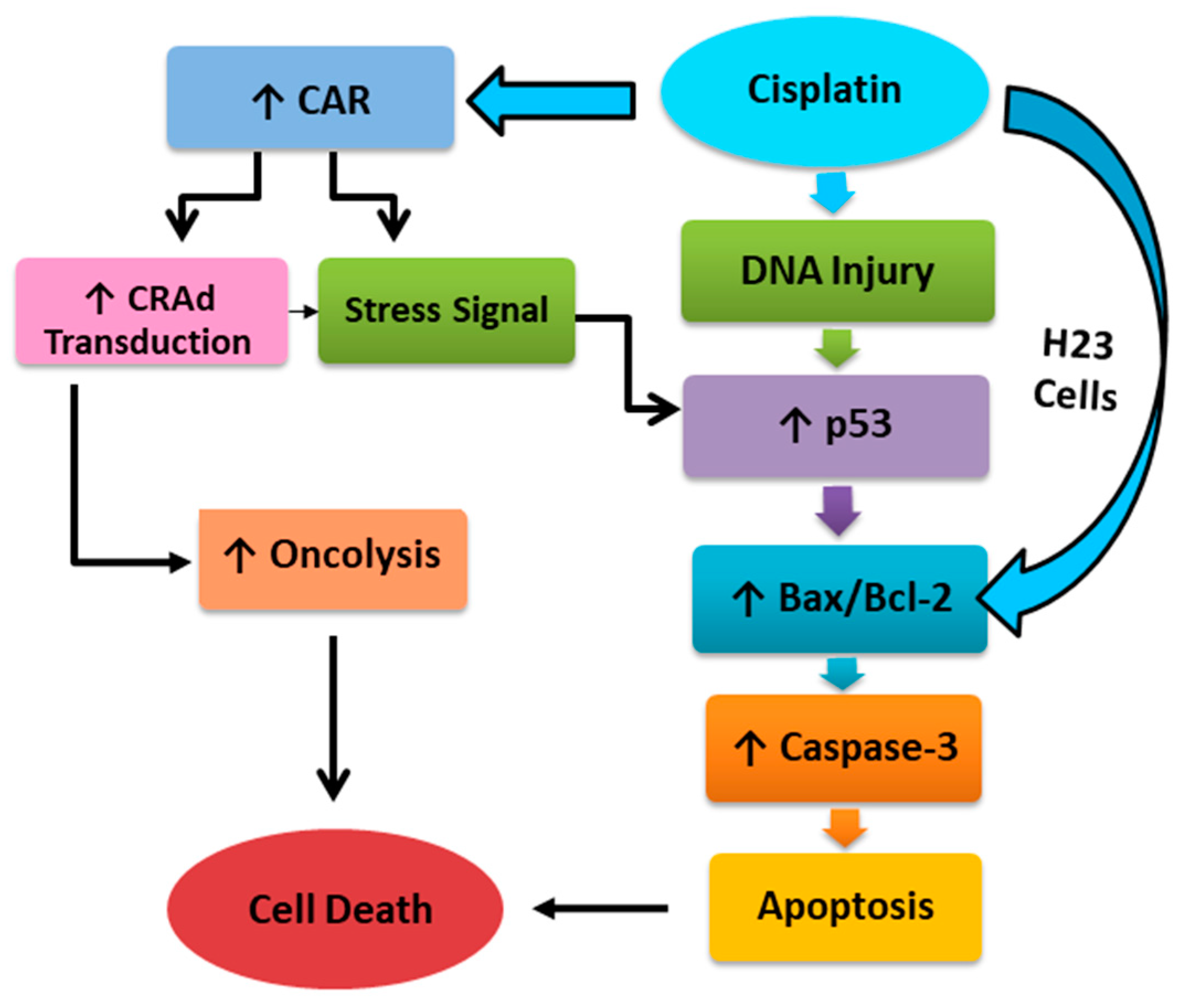 Ijms 20 01125 g008 Ijms 20 01125 g008