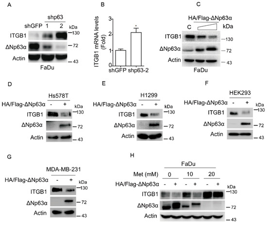 Integrin β1-Mediated Cell–Cell Adhesion Augments Metformin