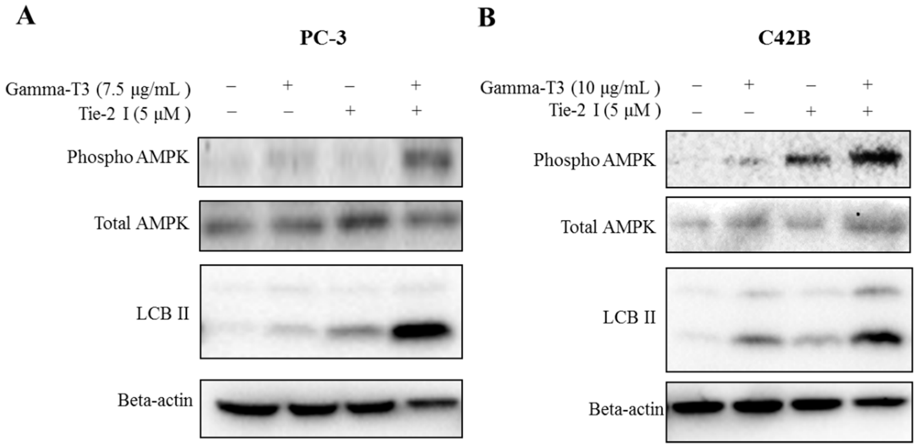 Ijms 20 01164 g004