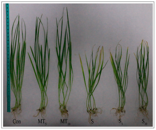 Melatonin-Mediated Regulation of Growth and Antioxidant