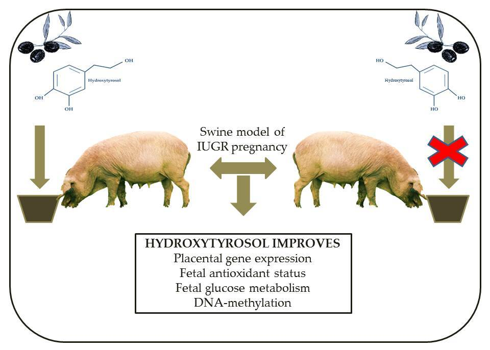 IJMS Free FullText Polyphenols and IUGR Pregnancies Effects of