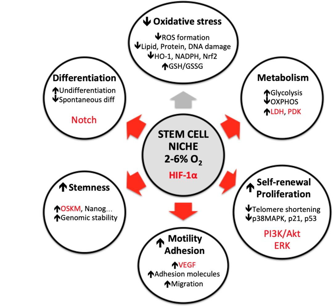 cellular oxygenation