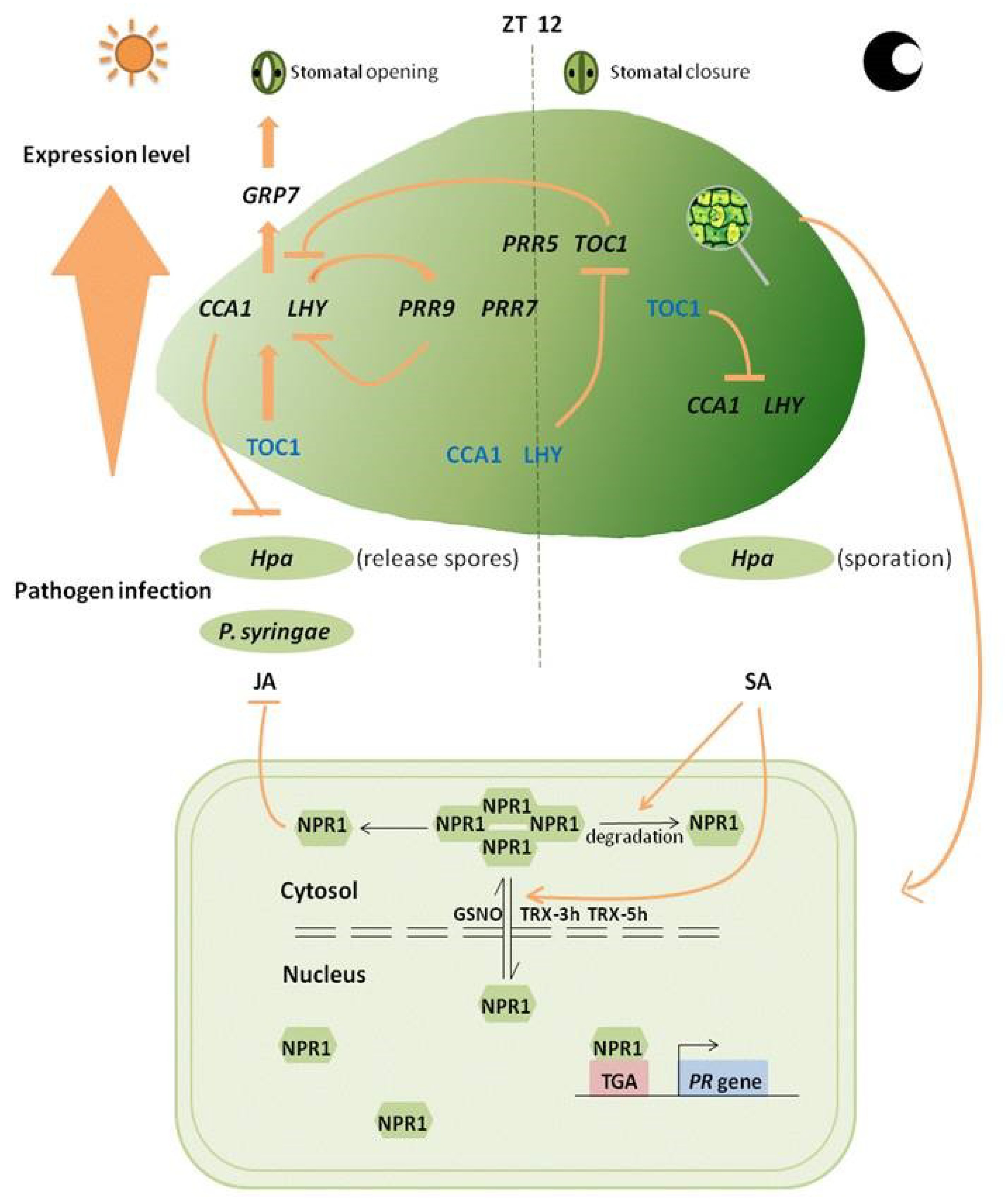 Ijms Free Full Text Npr1 And Redox Rhythm Connections Npr1 And Redox Rhythm