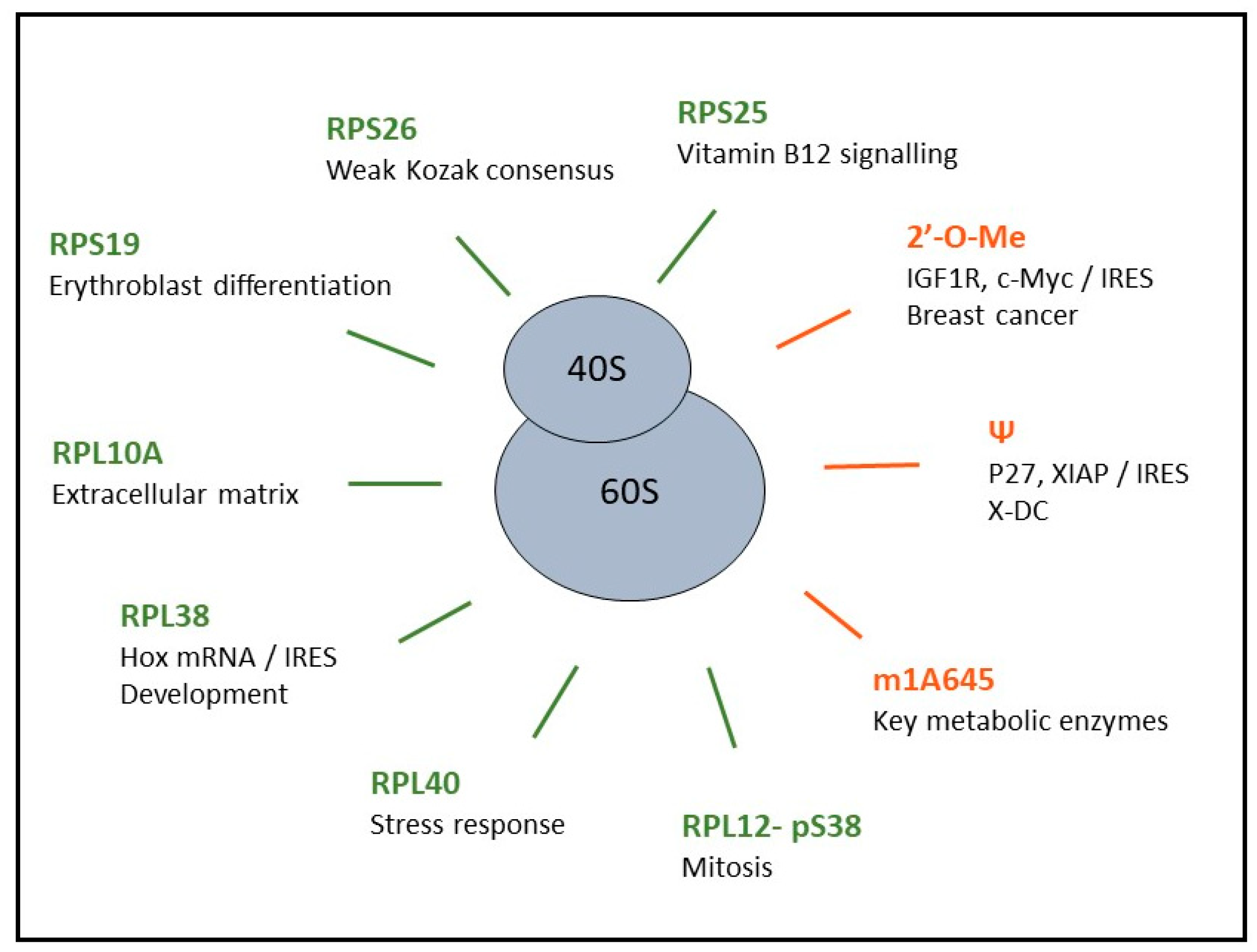 Ijms 20 01226 g003 Ijms 20 01226 g003