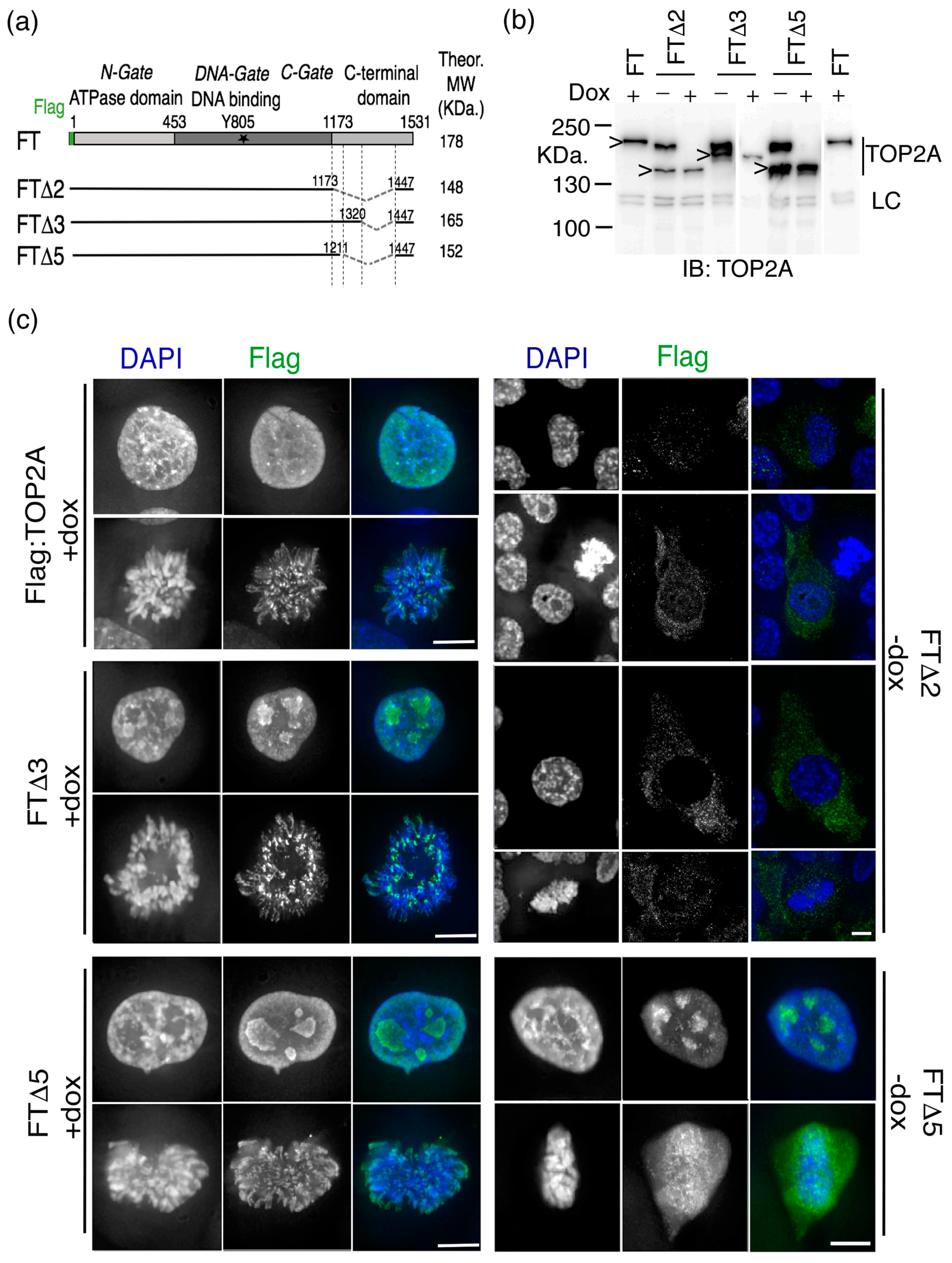 Ijms 20 01238 g001 Ijms 20 01238 g001