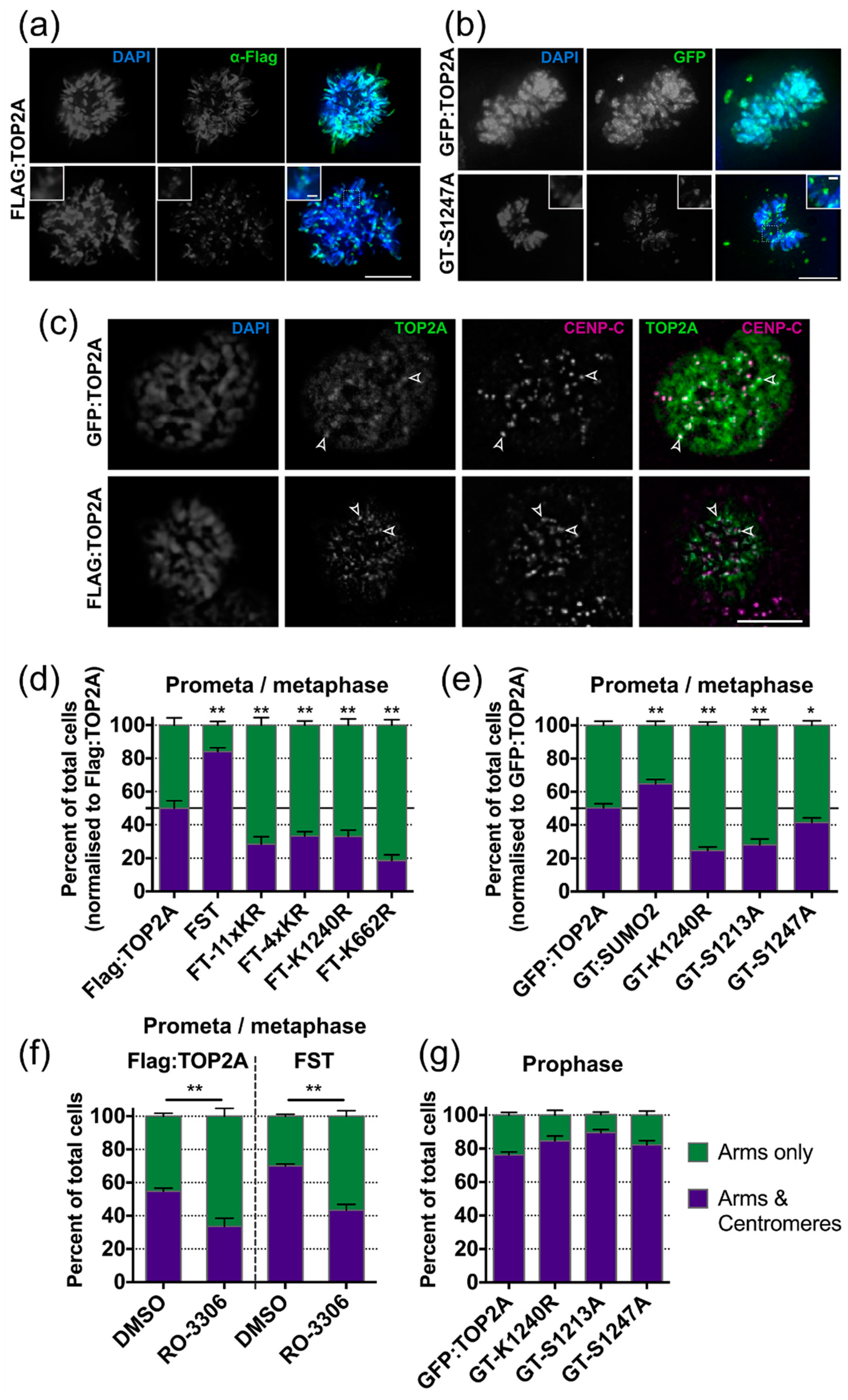 Ijms 20 01238 g004 Ijms 20 01238 g004