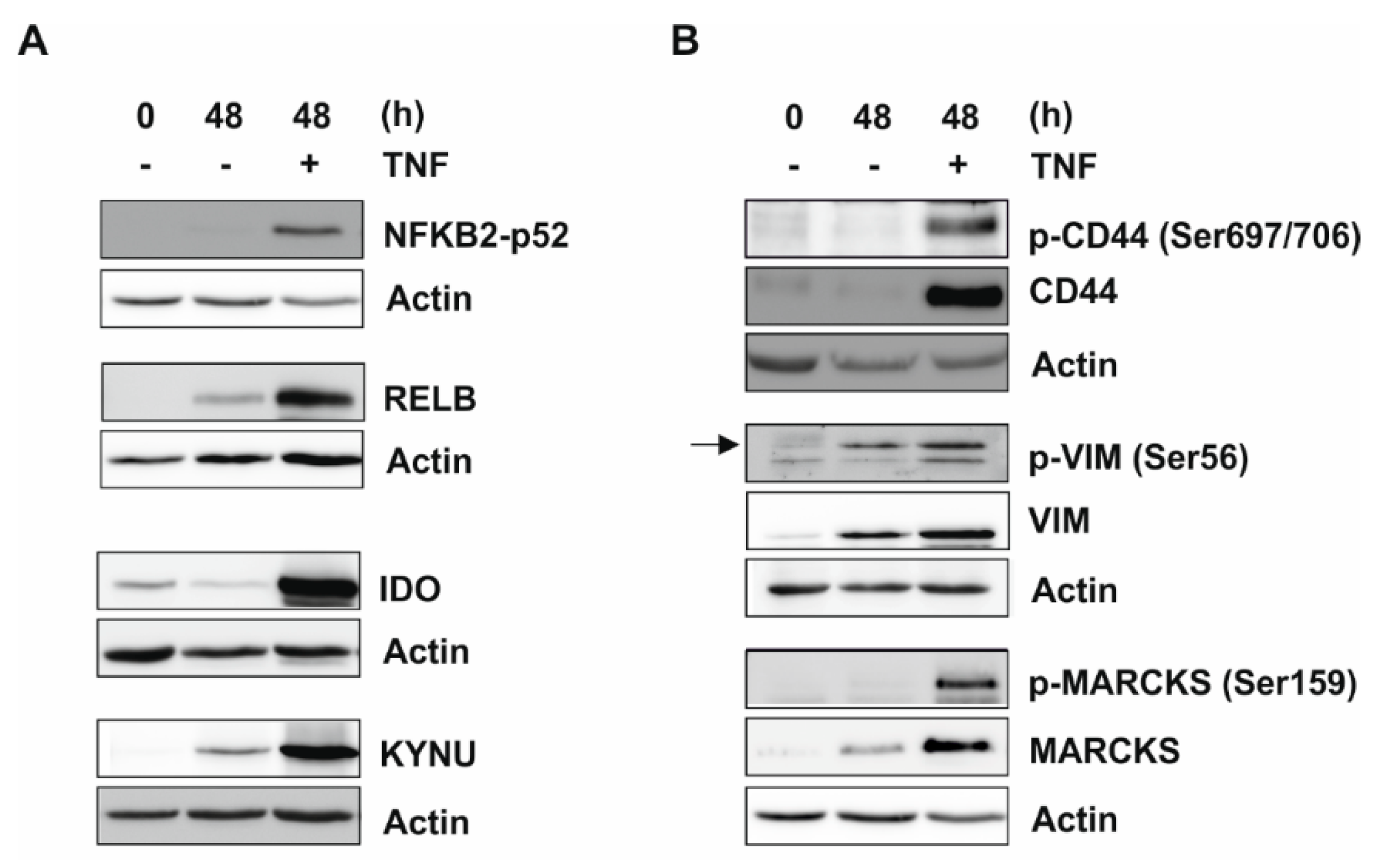 Ijms 20 01241 g003