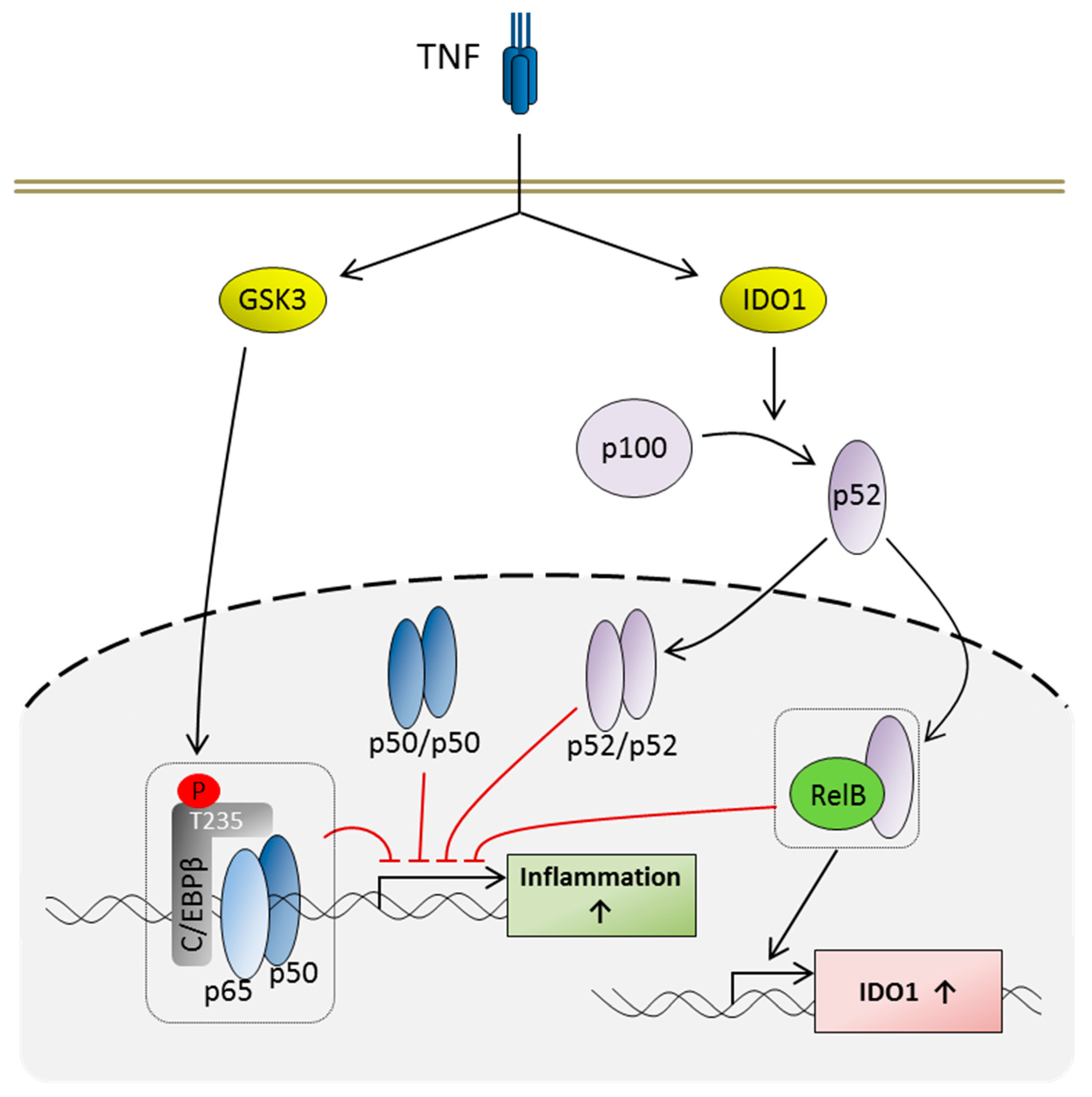 Ijms 20 01241 g006