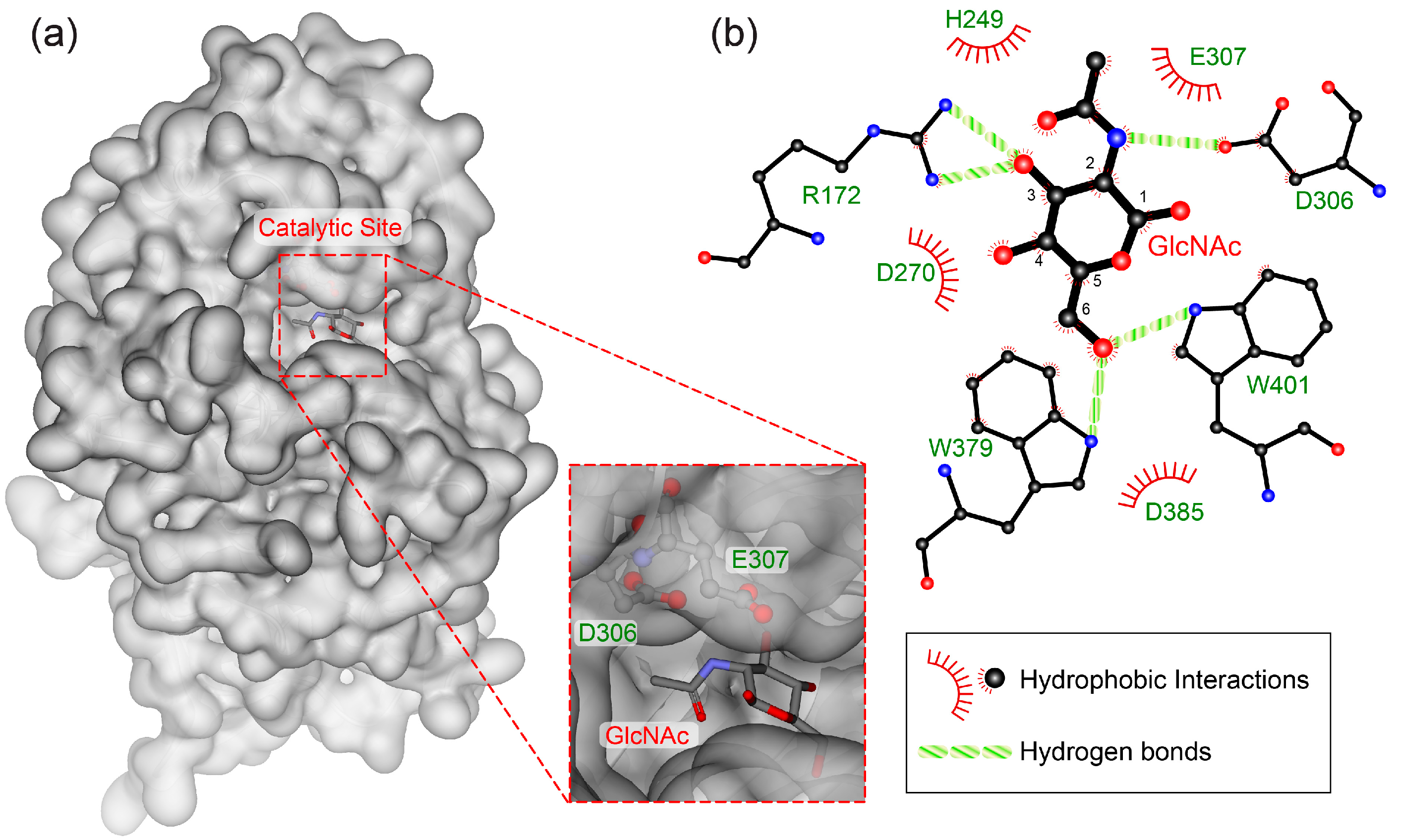 Ijms 20 01243 g005 Ijms 20 01243 g005