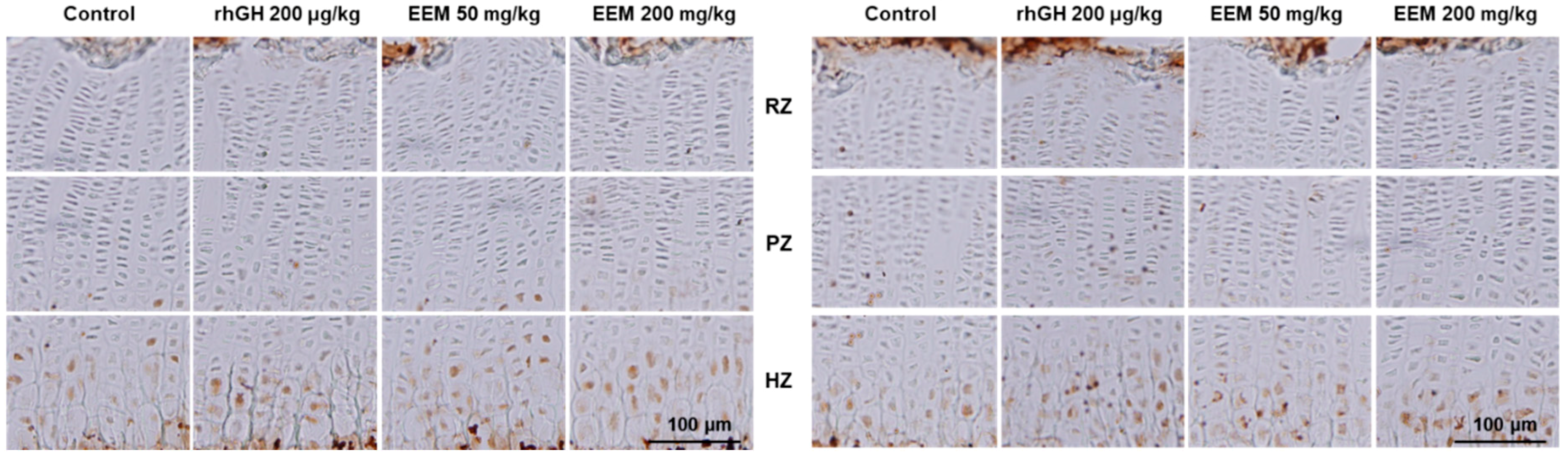 Ijms 20 01253 g005 Ijms 20 01253 g005