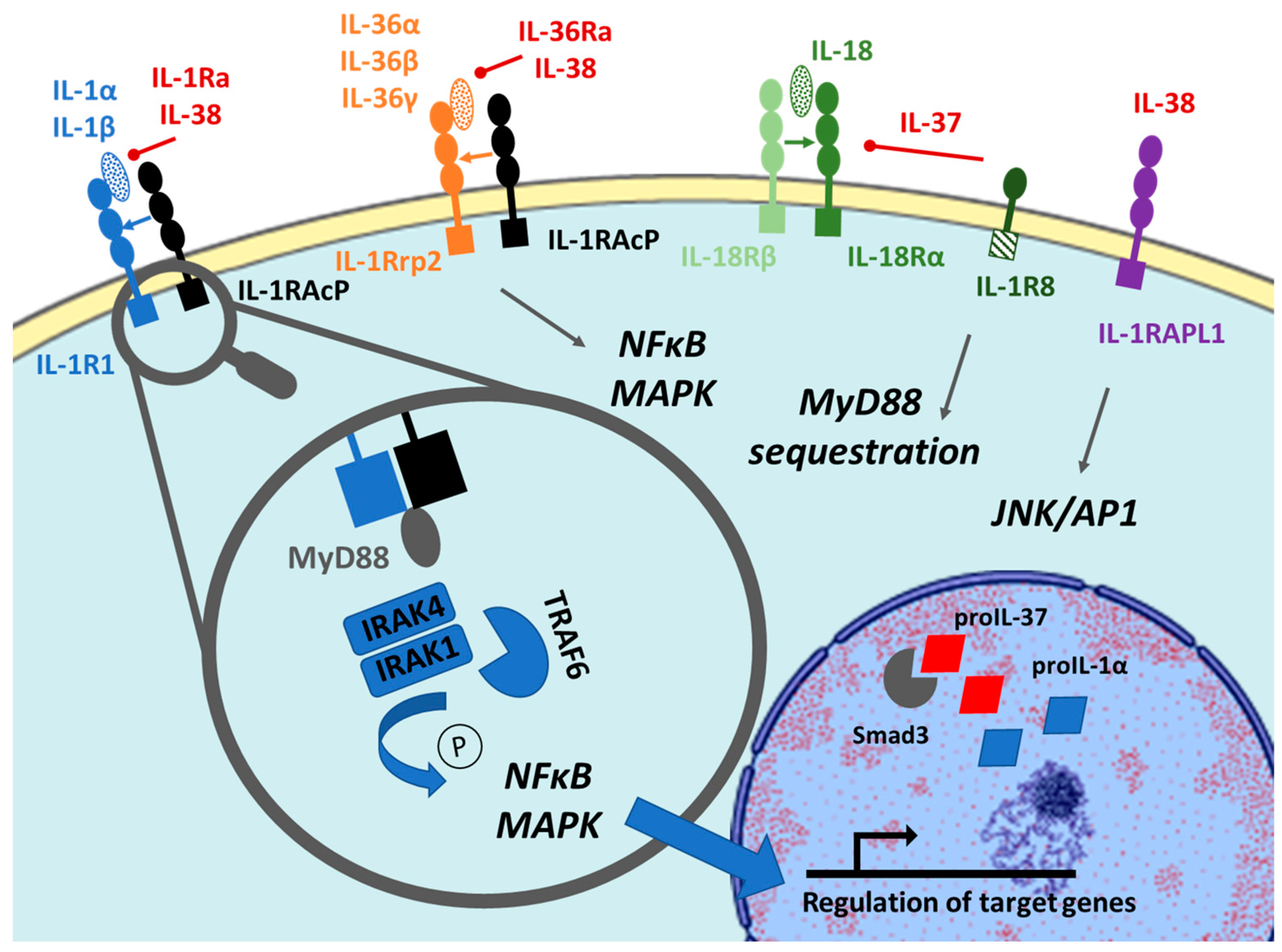 Ijms Free Full Text Il 36 Il 37 And Il 38 Cytokines In Skin And Joint Inflammation A Comprehensive Review Of Their Therapeutic Potential Ijms Free Full Text Il 36 Il 37 And Il 38 Cytokines In Skin And Joint Inflammation A Comprehensive Review Of Their Therapeutic Potential