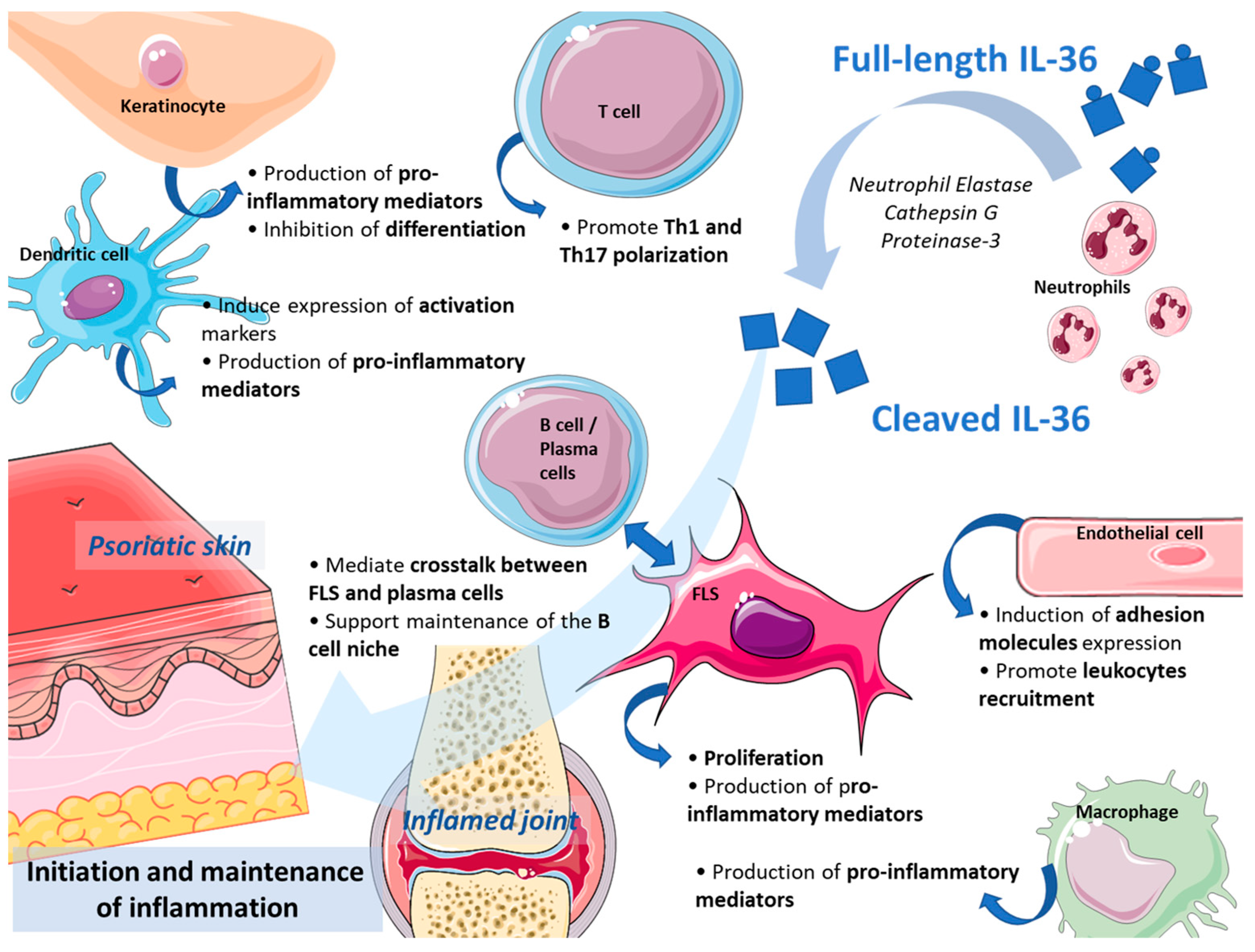 IL-36, IL-37, and IL-38 Cytokines in Skin and Joint Inflammation: A Compreh...