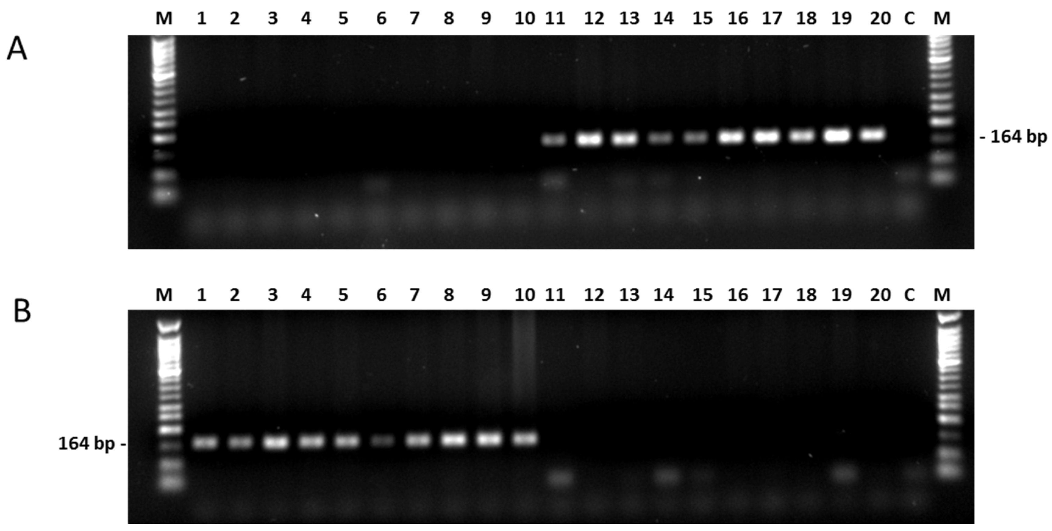 Ijms 20 01260 g006 Ijms 20 01260 g006