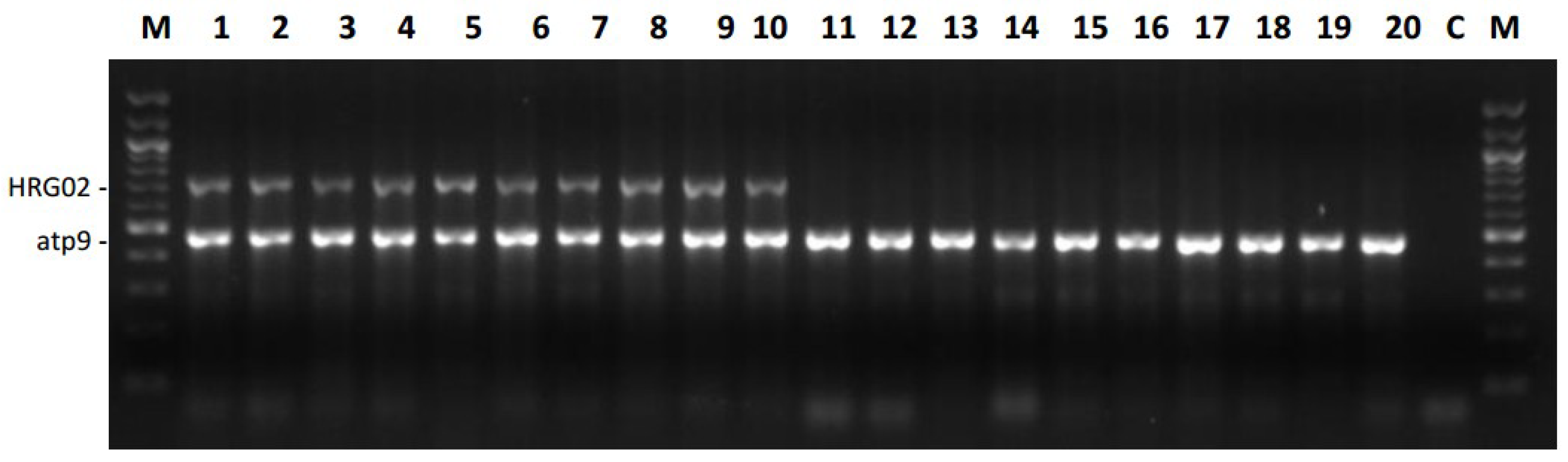Ijms 20 01260 g007 Ijms 20 01260 g007