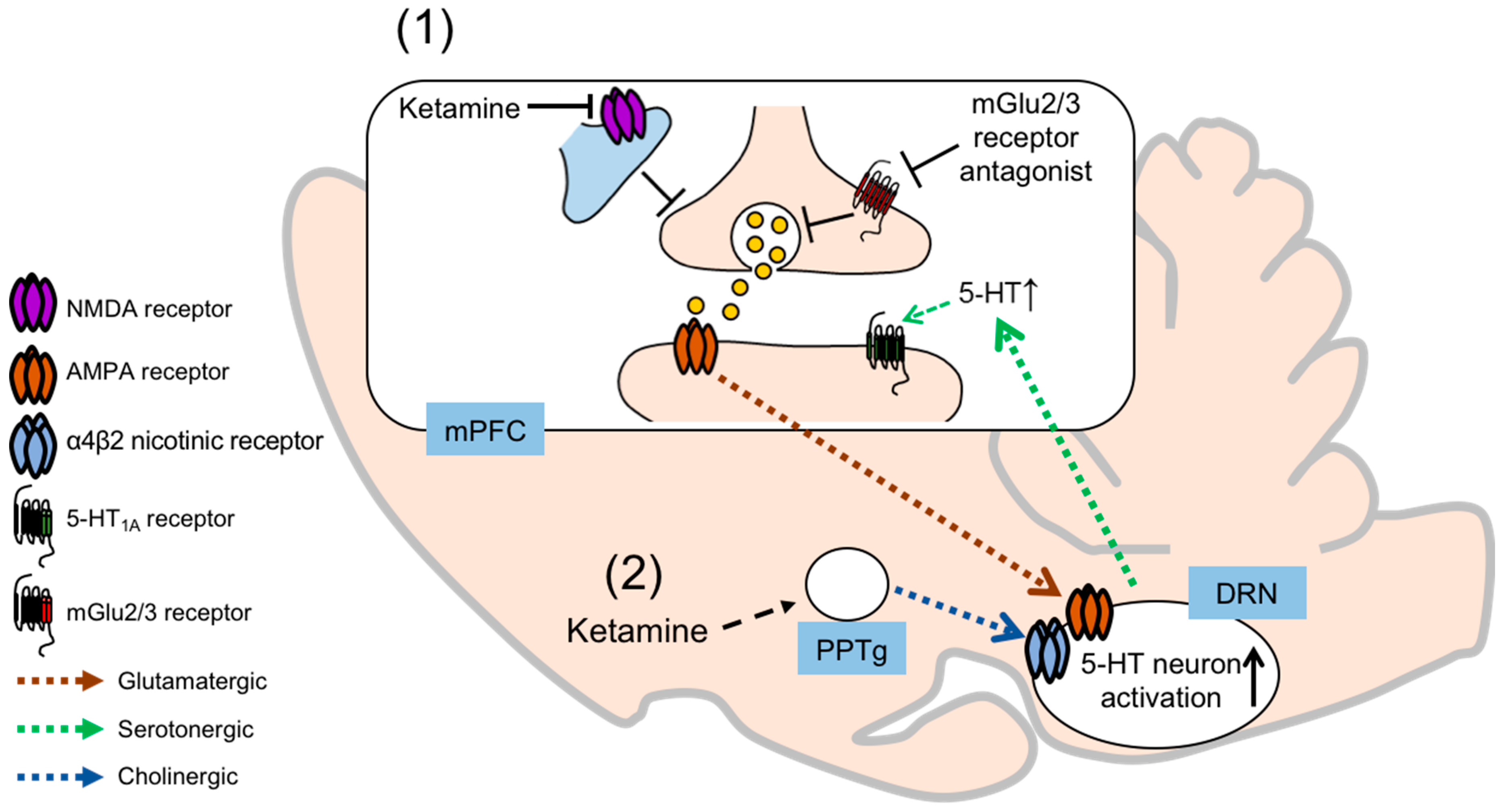 5ht2a Receptor Wikipedia