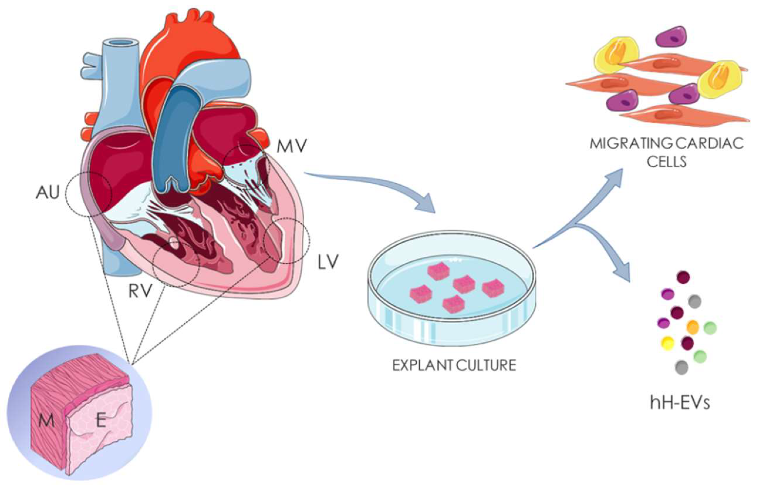 Ijms 20 01279 g008 Ijms 20 01279 g008