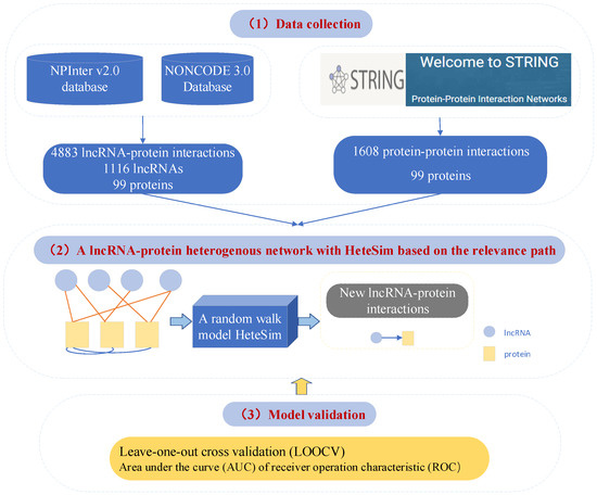 Long Noncoding RNA and Protein Interactions: From